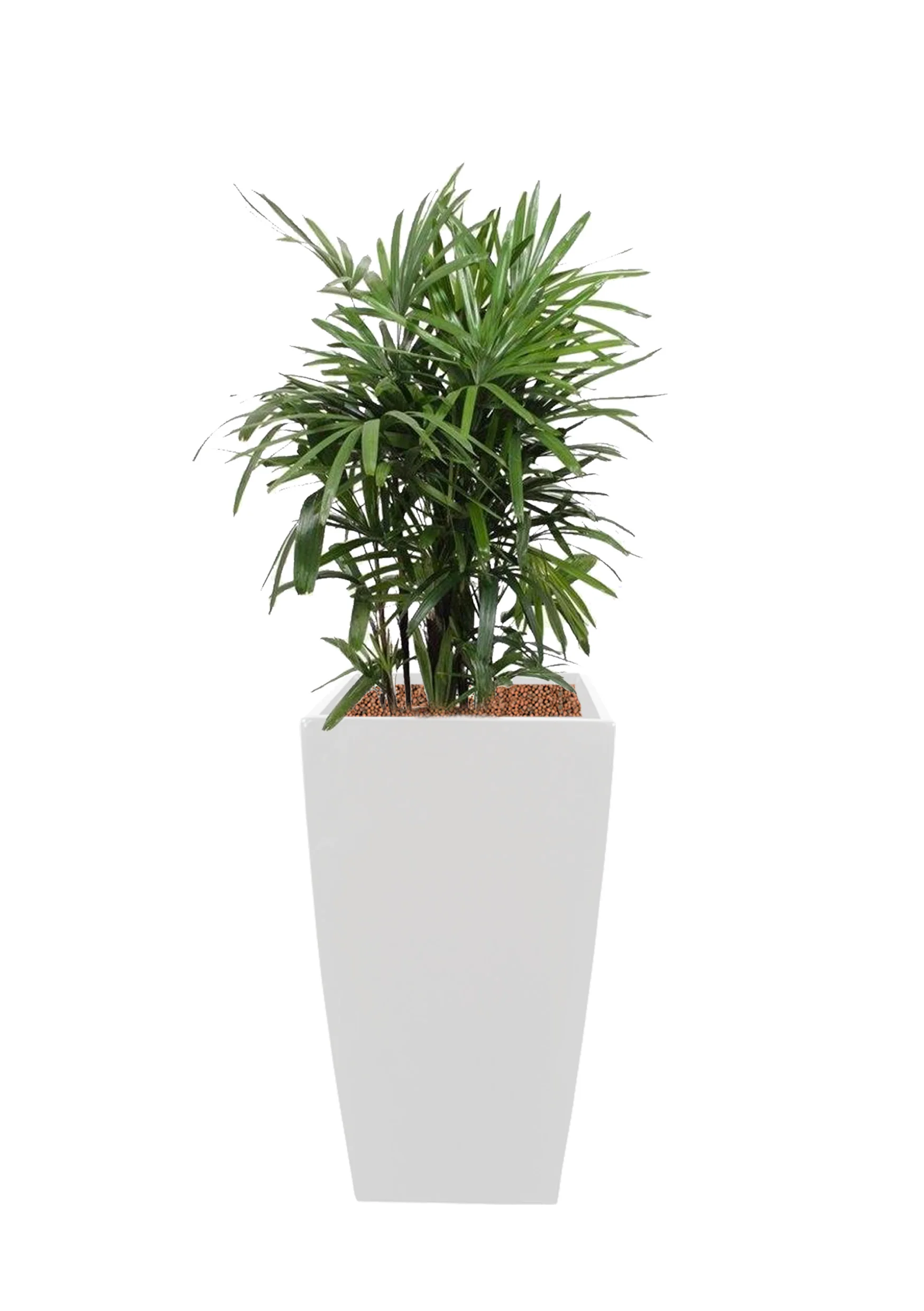Rhapis excelsa | 4-5ftH