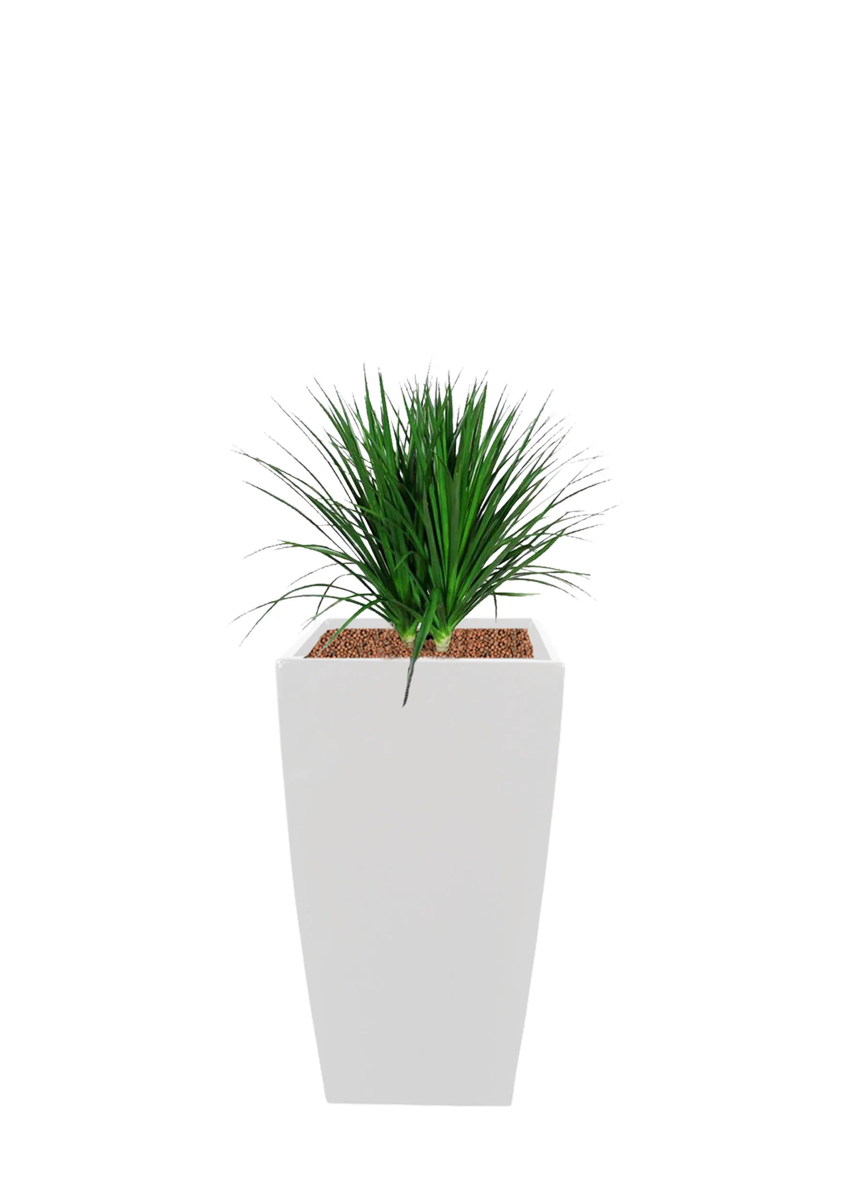 Dracaena draco | 2-3ftH