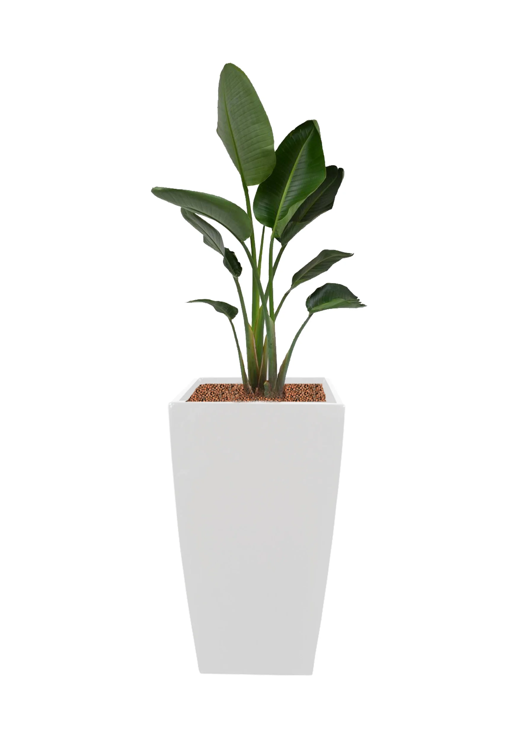 Stretlizia nicolai | 4-5ftH *Pots are available in black, white & silver - subjected to availability.