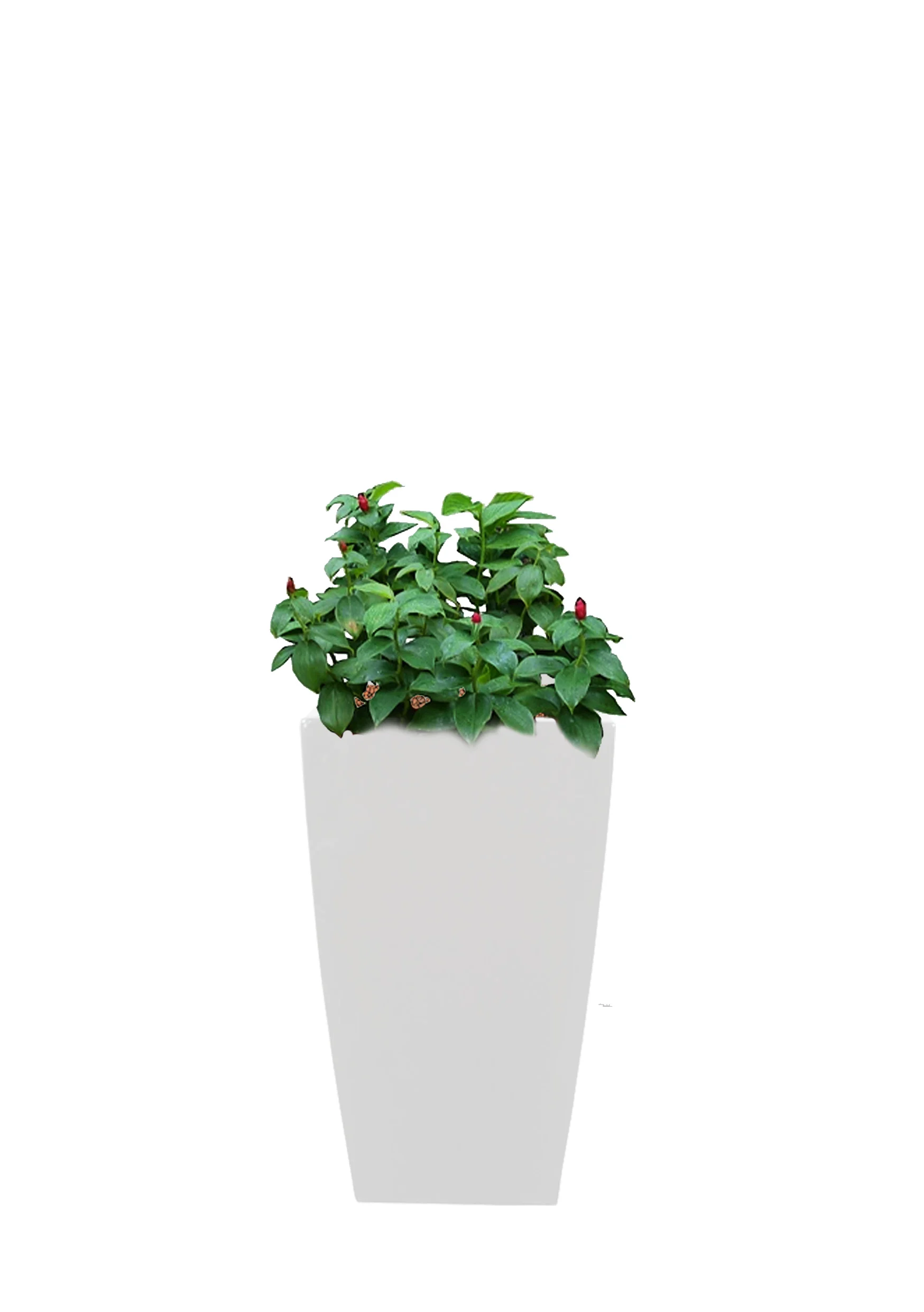 Costus woodsonii | 2ftH *Pots are available in black, white & silver - subjected to availability.