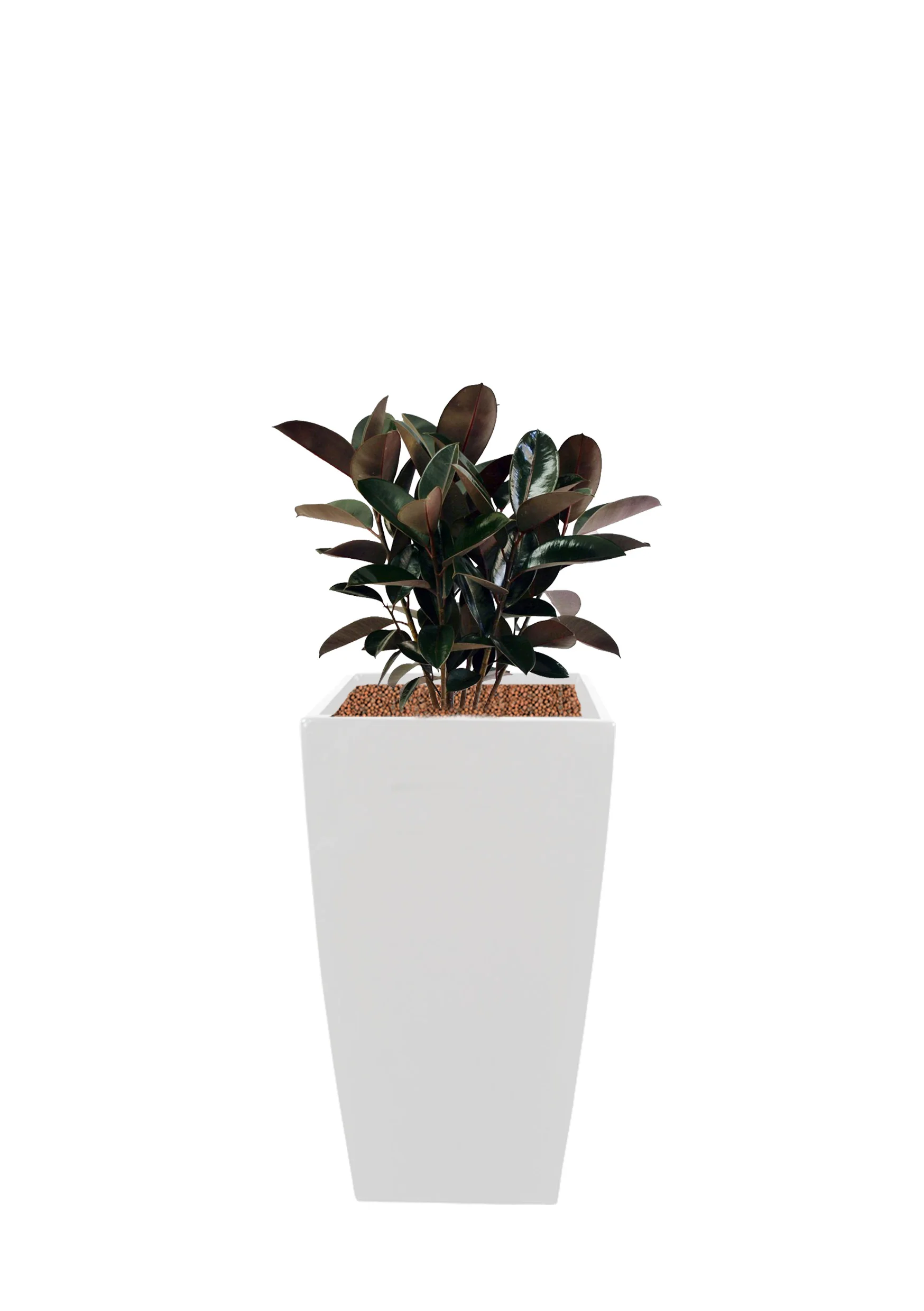 Ficus elastica | 2ftH *Pots are available in black, white & silver - subjected to availability.