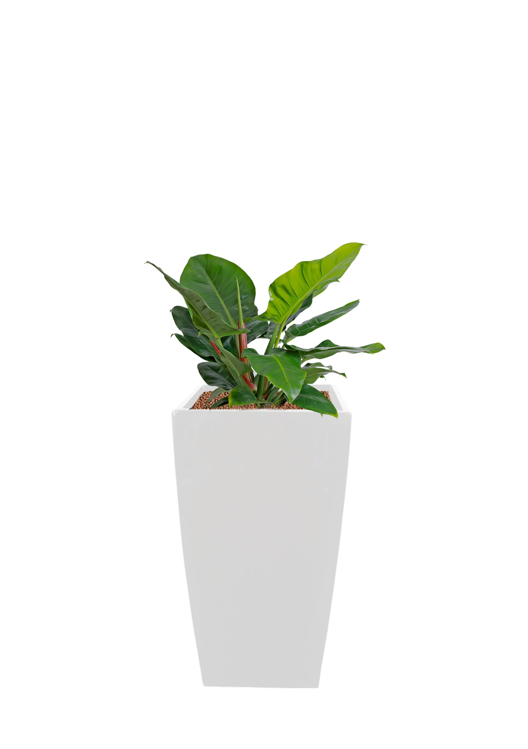 Anthurium ‘Jungle Bush’ | 2ftH *Pots are available in black, white & silver - subjected to availability.