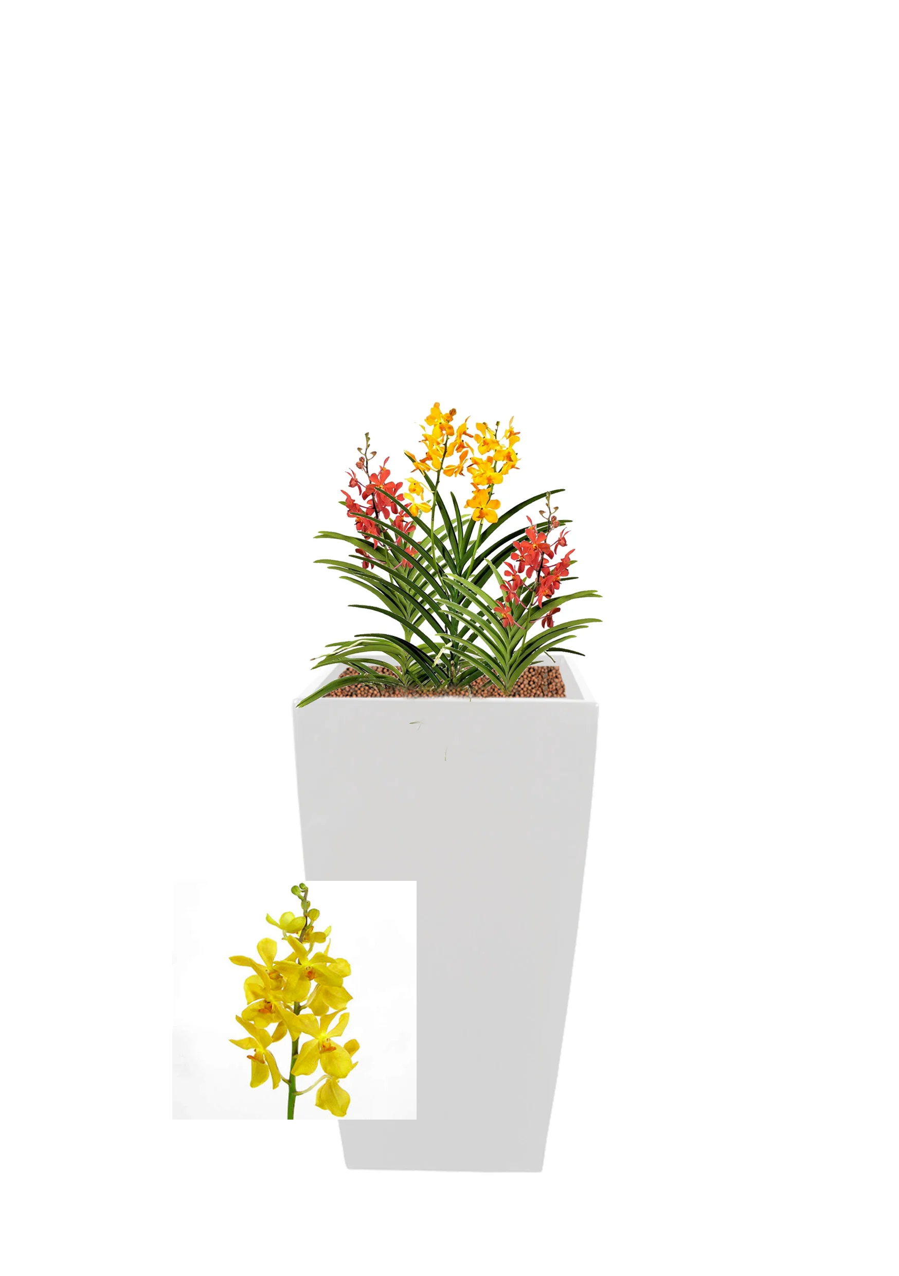 Mokara orchid