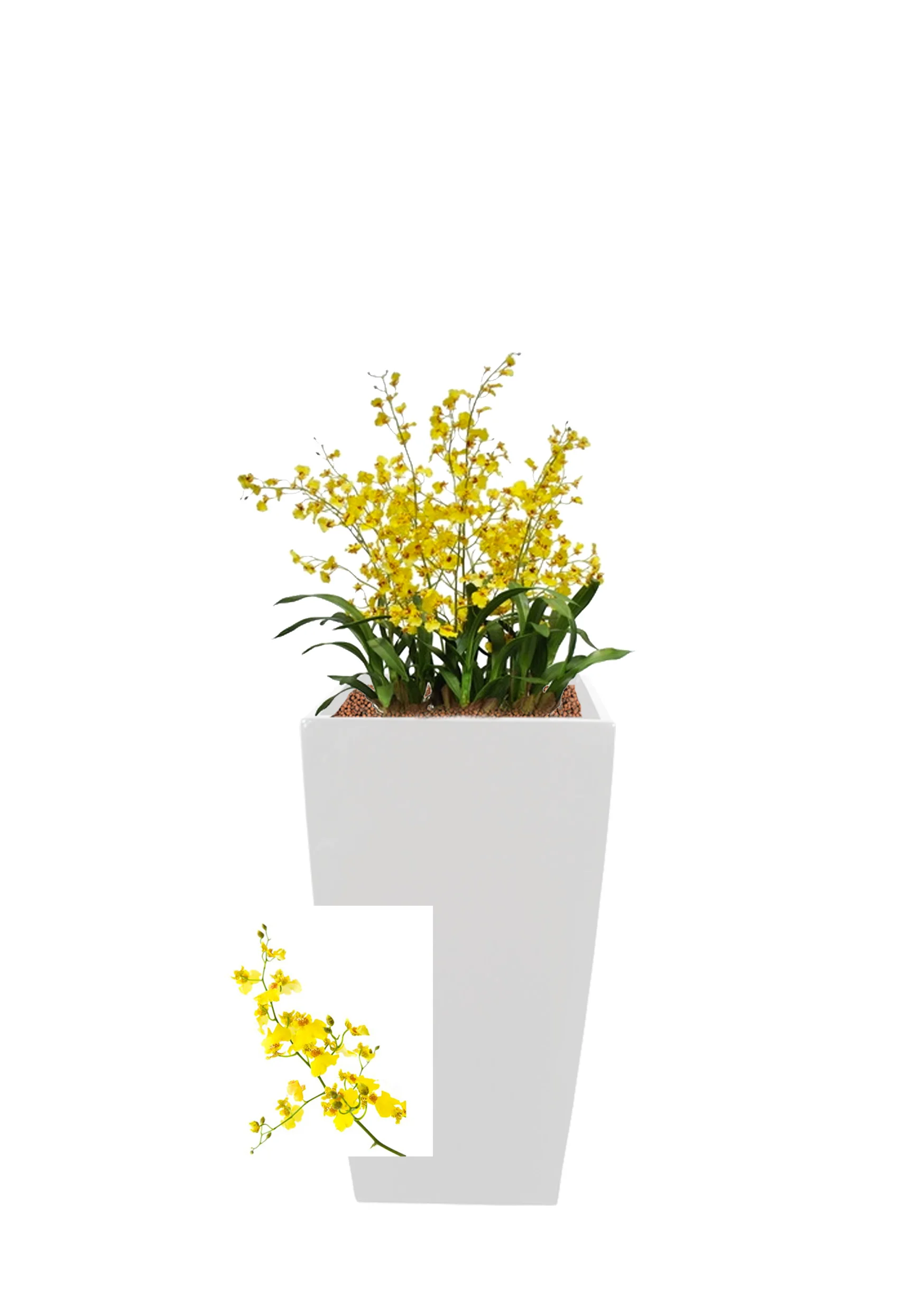 Oncidium orchid