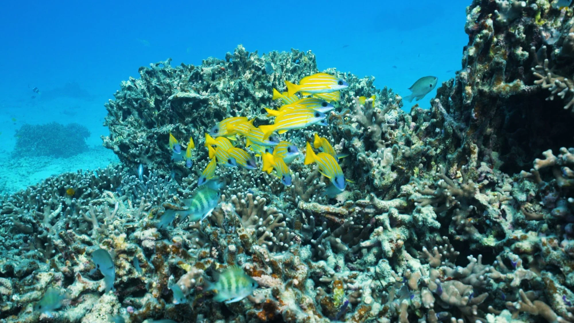 jomc_p_okinawa_0000084.jpg