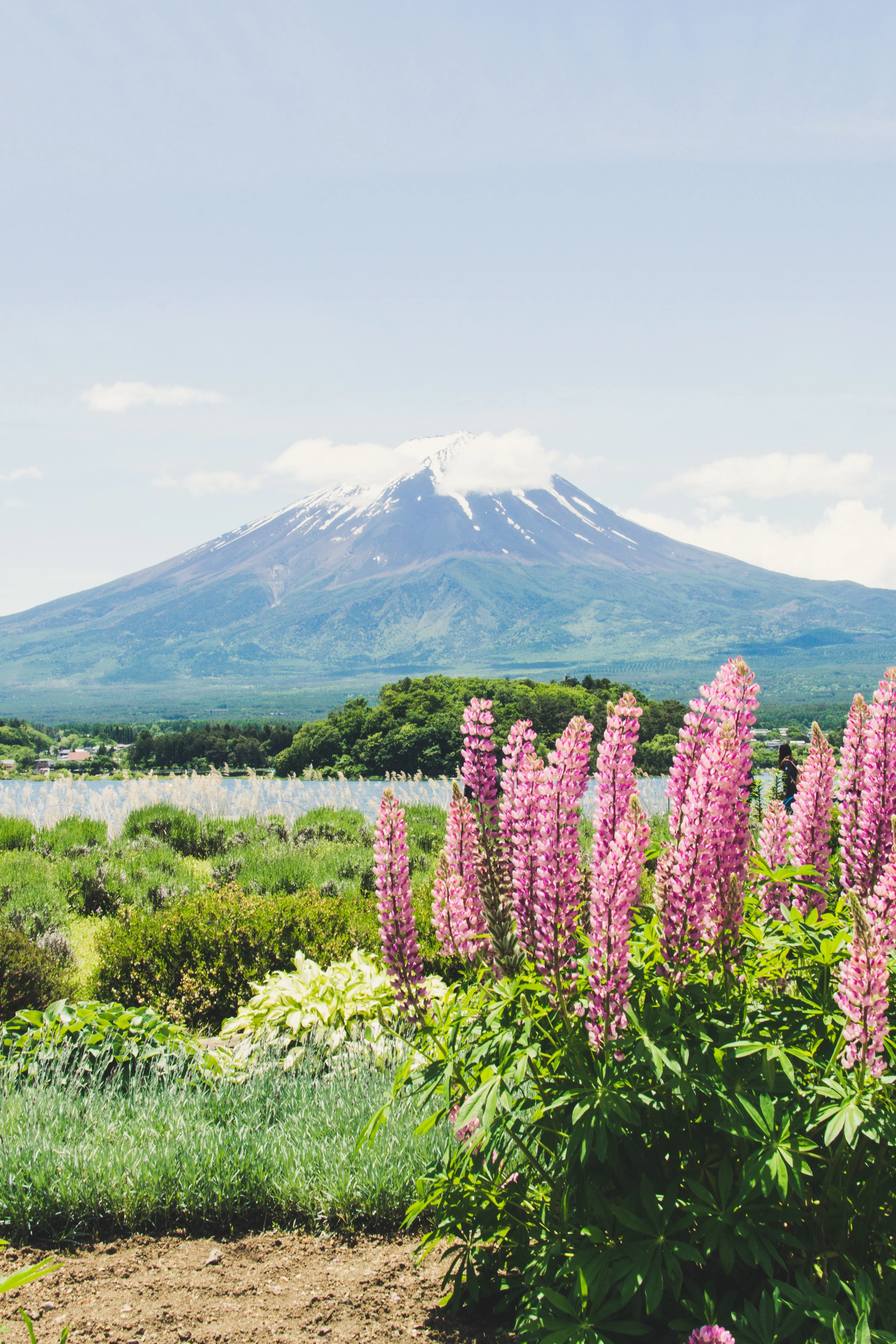 Mt. Fuji