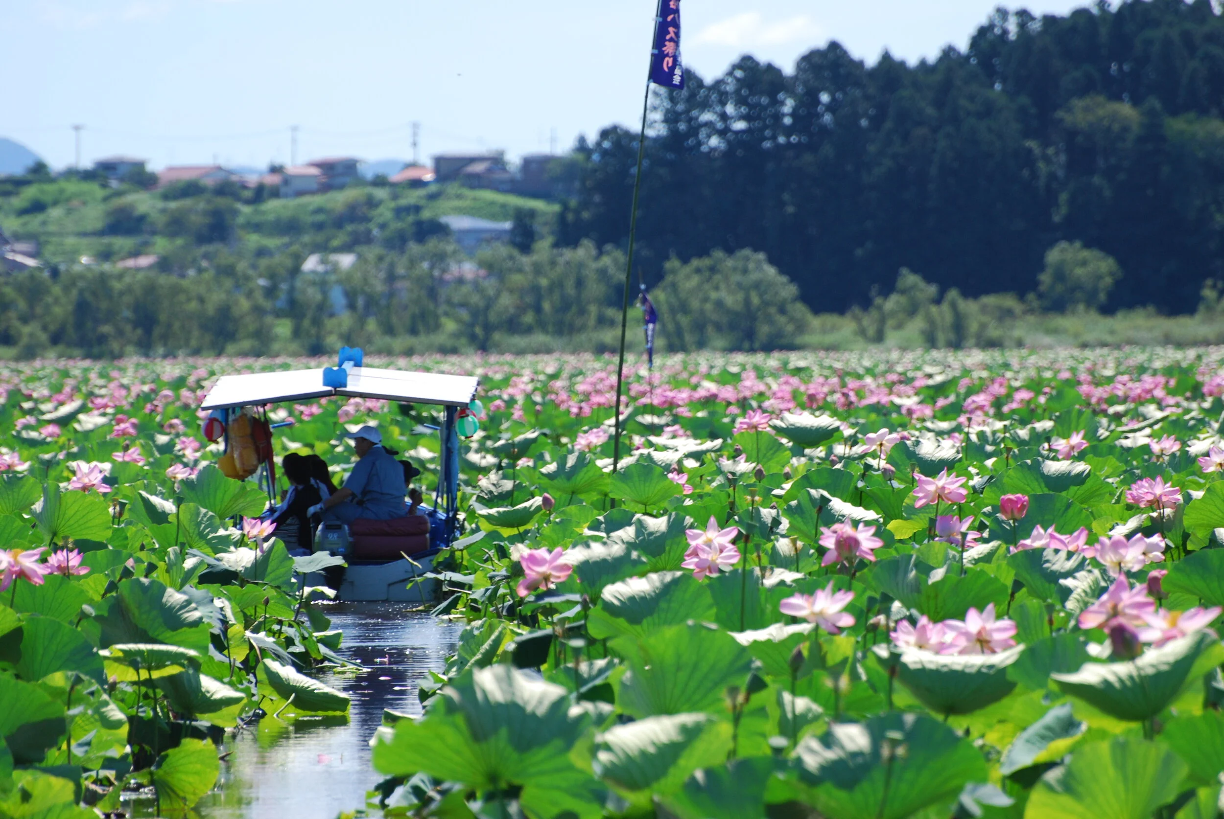 Izunuma-Uchinuma Lotus Festival, Kurihara City, Miyagi