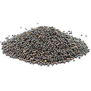 Ein Haufen schwarzer und bunter Samen oder Körner auf weißem Hintergrund.