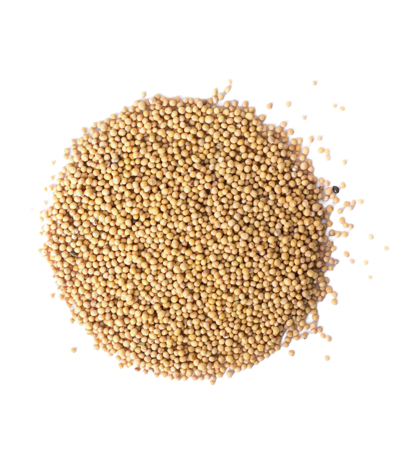 A close-up view of a large, round pile of mustard seeds.