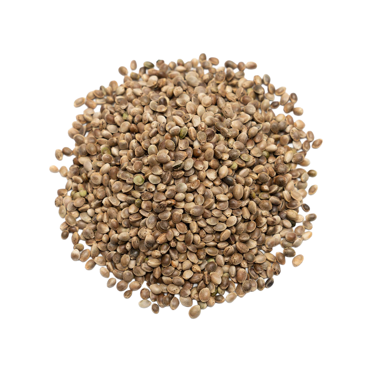 A large pile of small, round, beige-brown coriander seeds