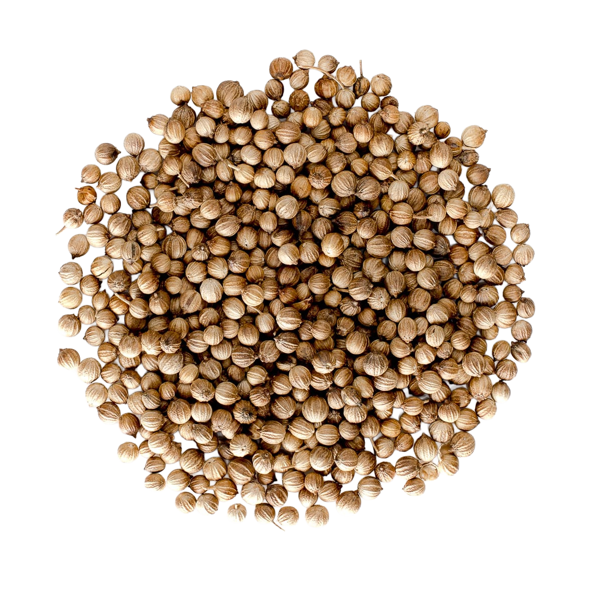 A large pile of whole coriander seeds on a white background.
