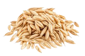 Ein Haufen Gerstenkörner auf weißem Hintergrund.