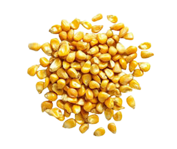 Nahaufnahme von getrockneten gelben Maiskörnern