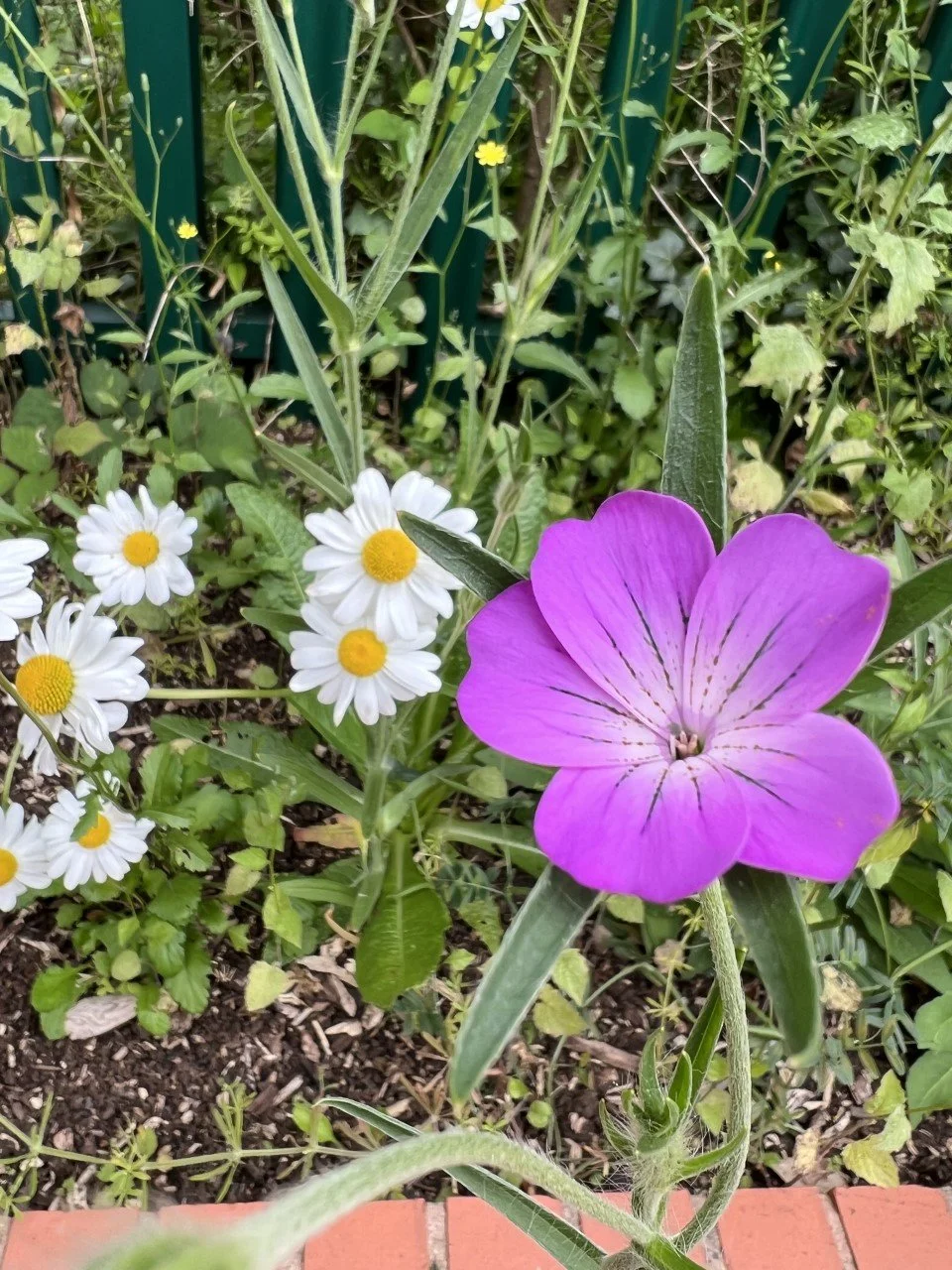 Student Project Blossoms!