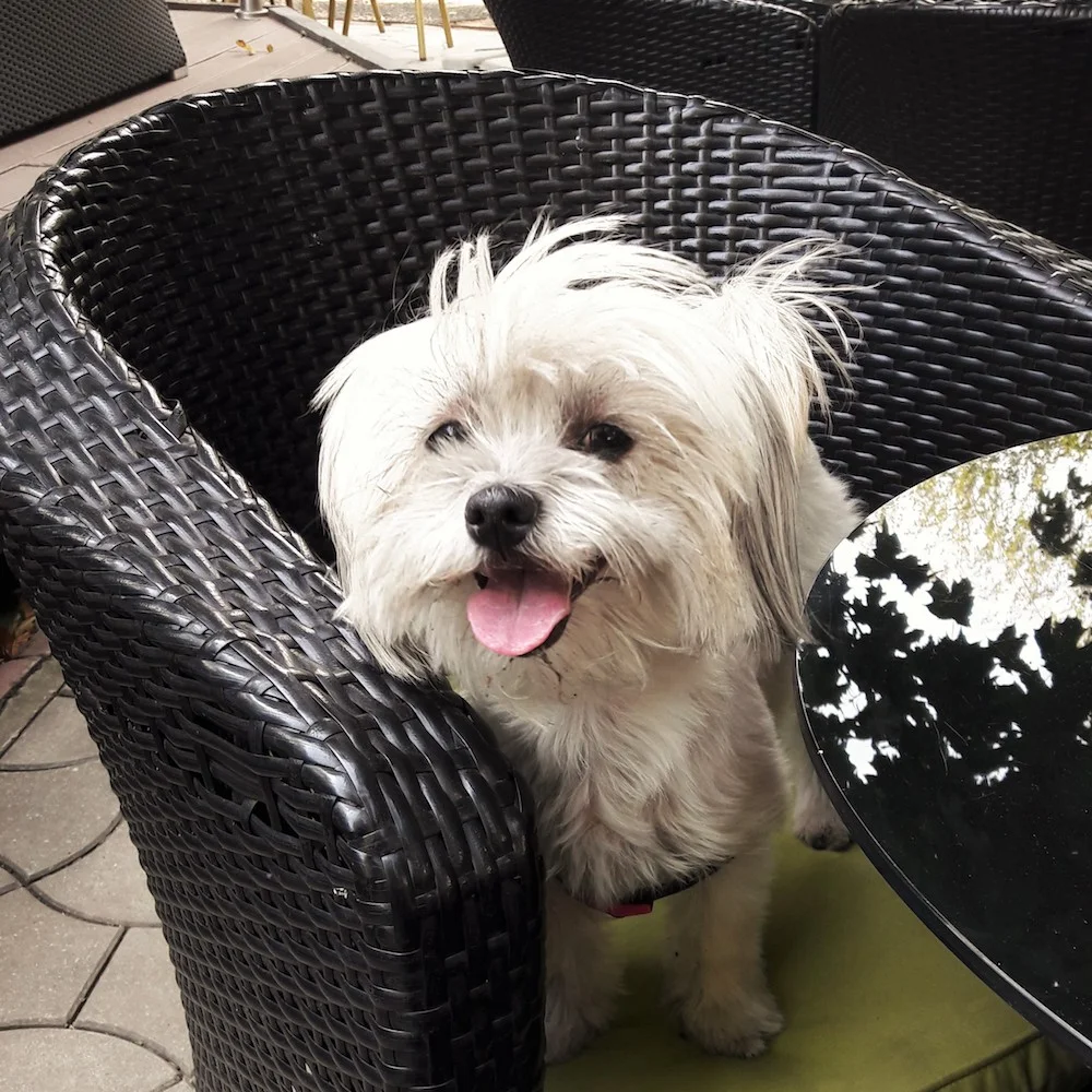 bichon-vivi-3.jpg
