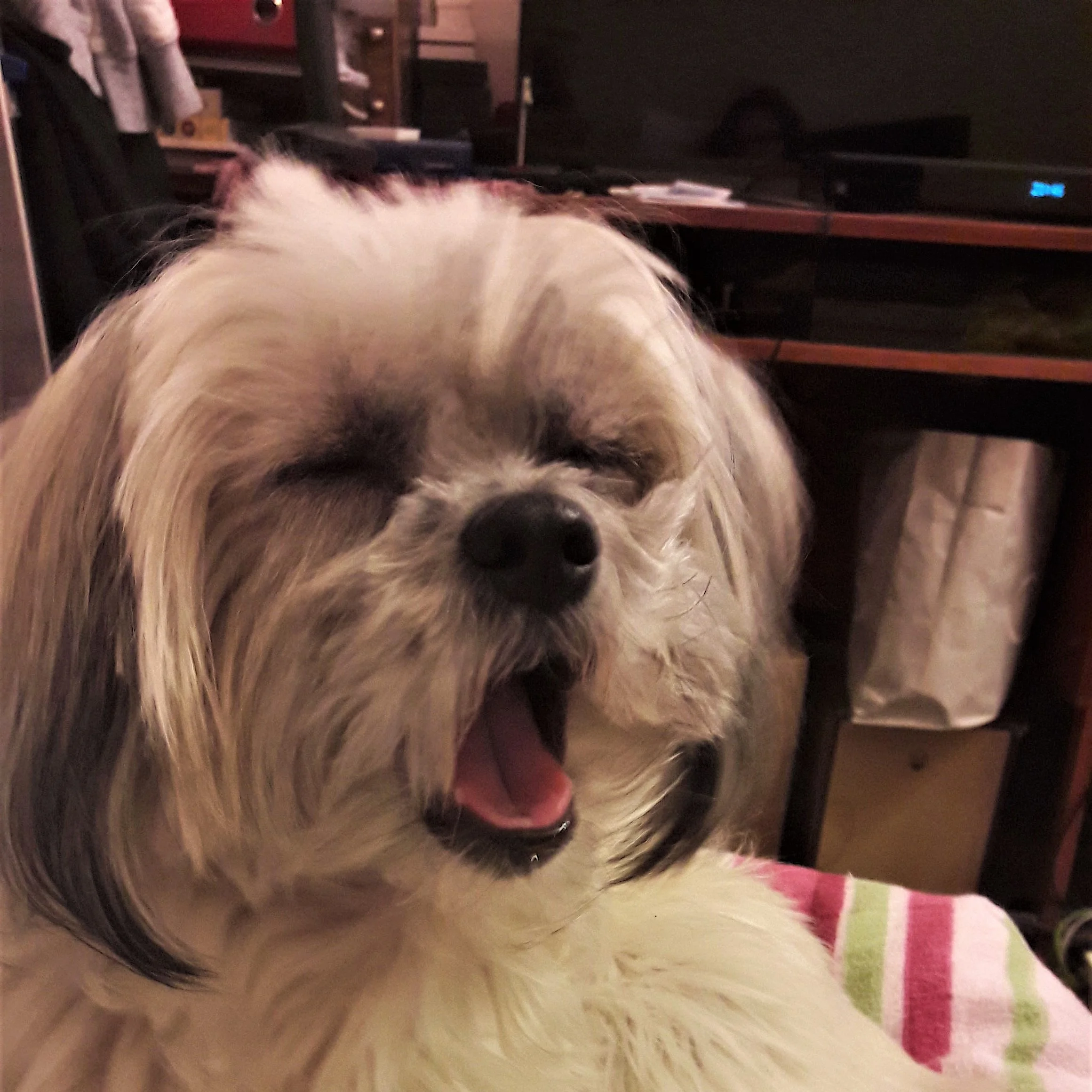 bichon-vivi-7.jpeg