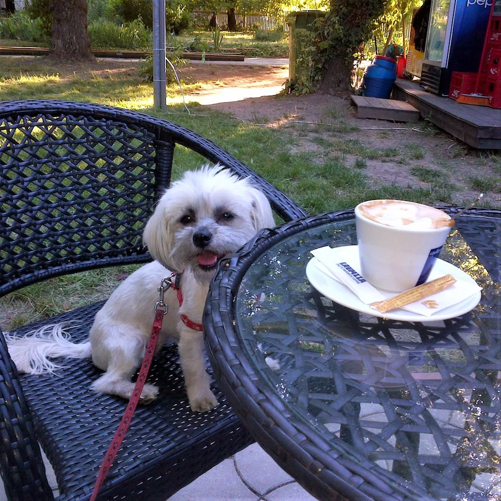 bichon-vivi-9.jpg