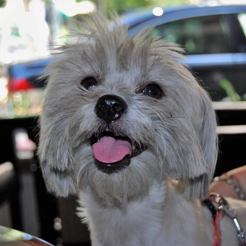 bichon-vivi-11.jpeg