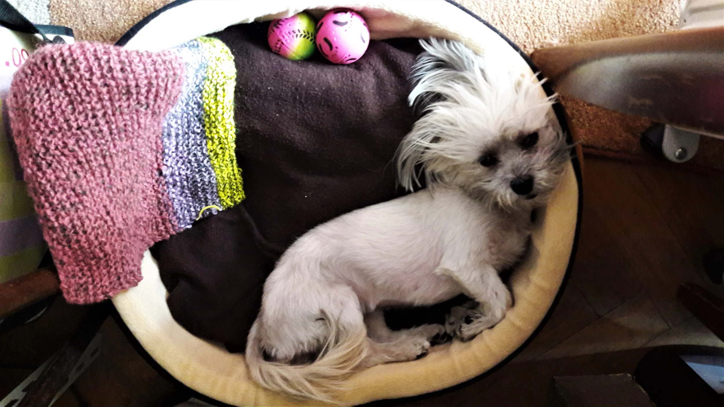 bichon-vivi-19.jpg