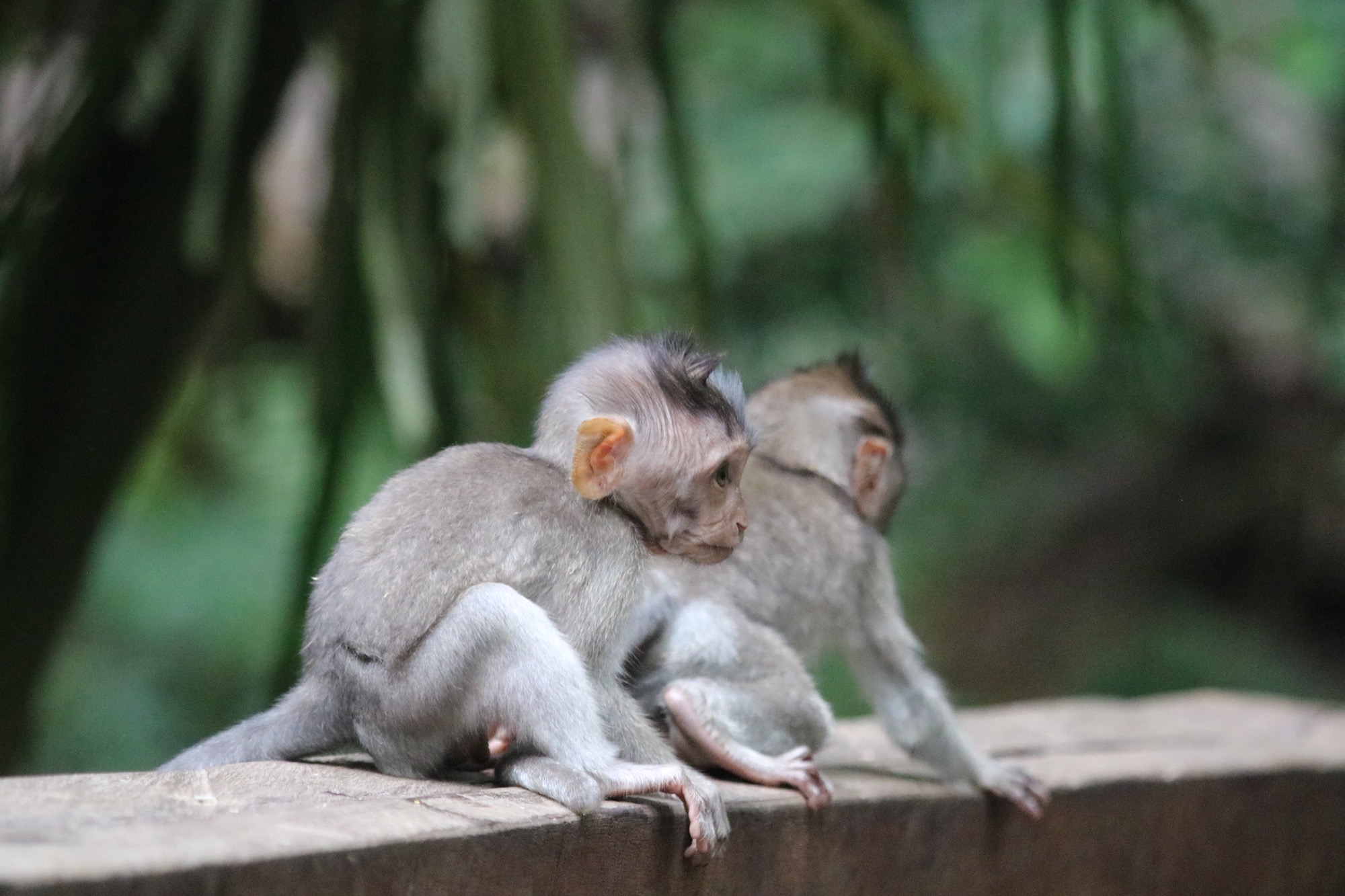macaques-brothers-5.jpg