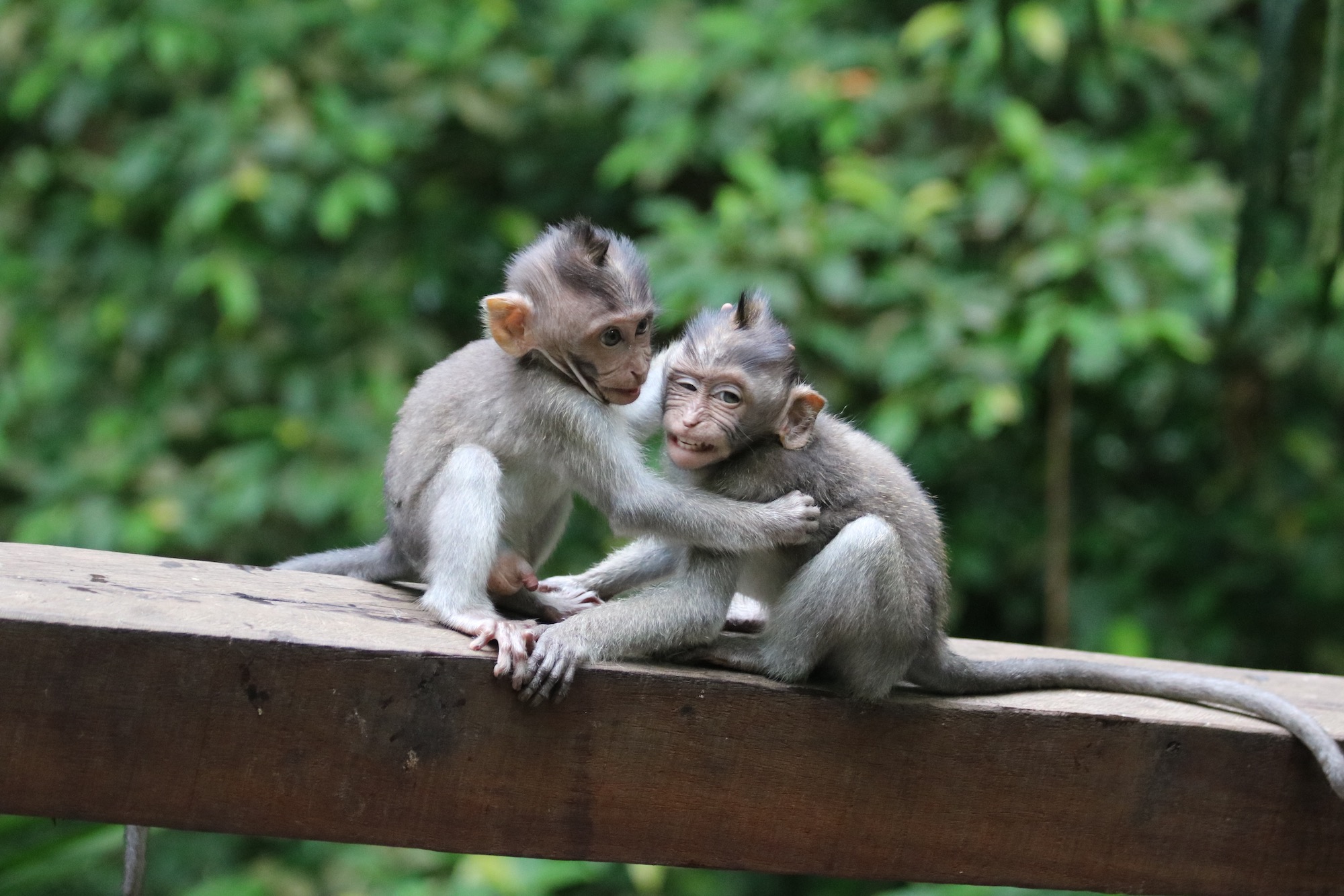 Macaque baby monkeys