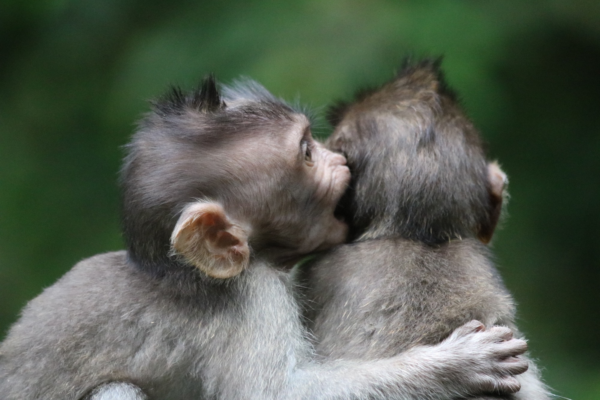 macaques-brothers-6.jpg