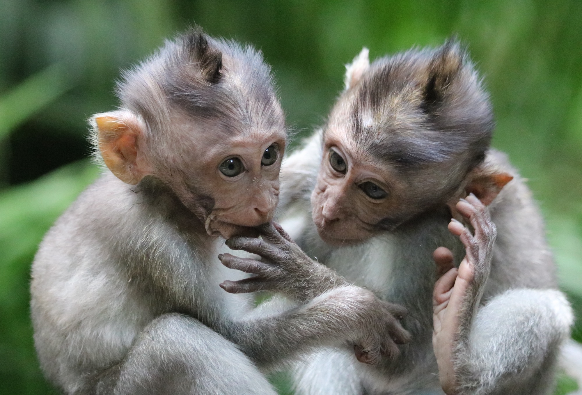 macaques-brothers.jpg