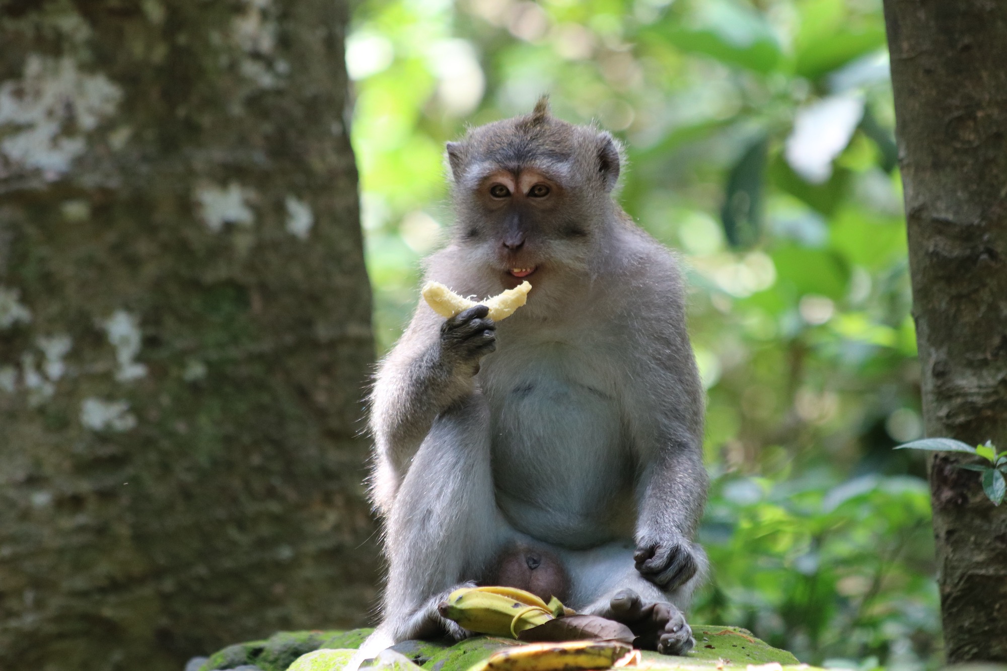 macaque-banana-2.jpg