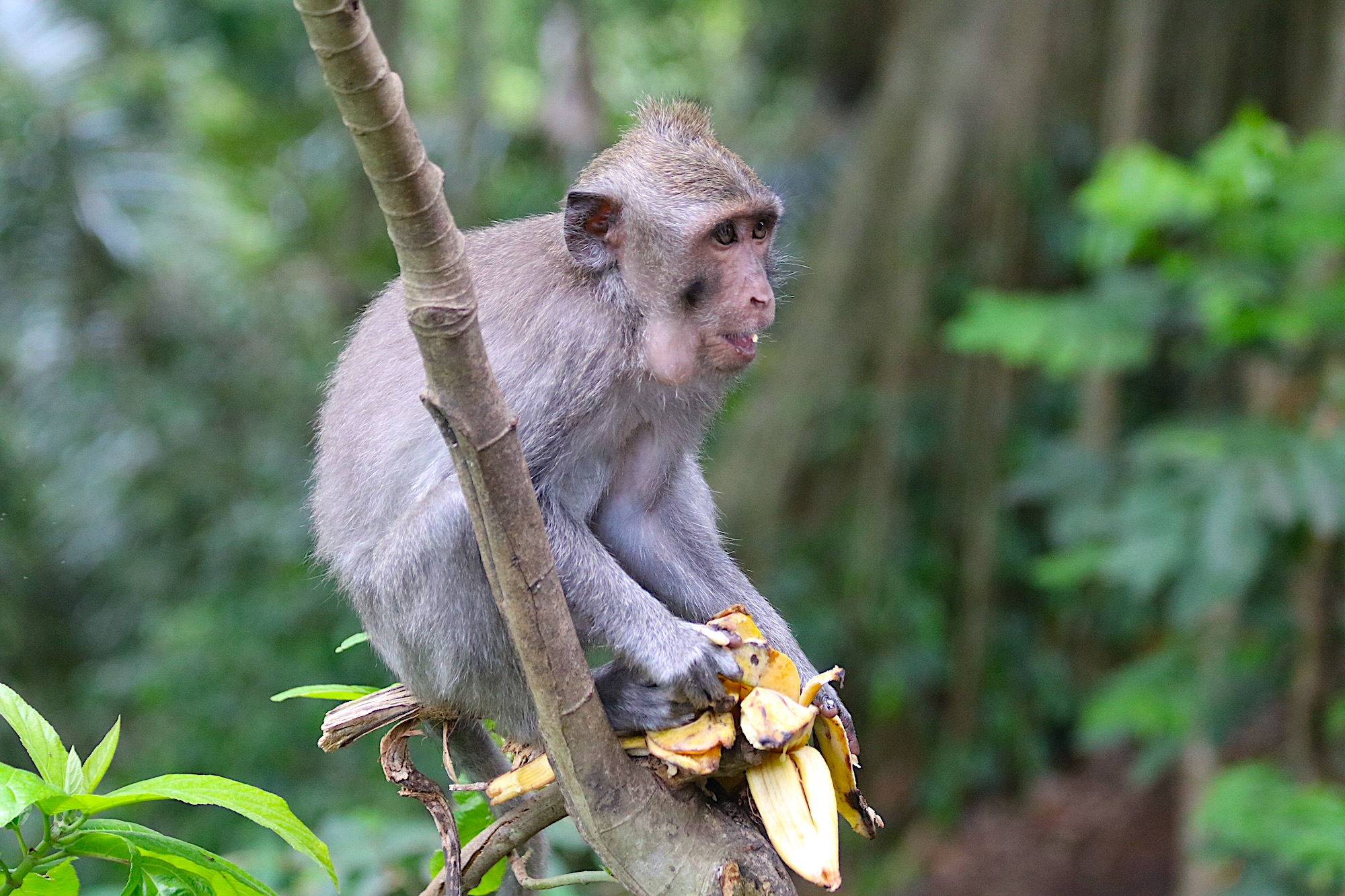 macaque-banana-3.jpg