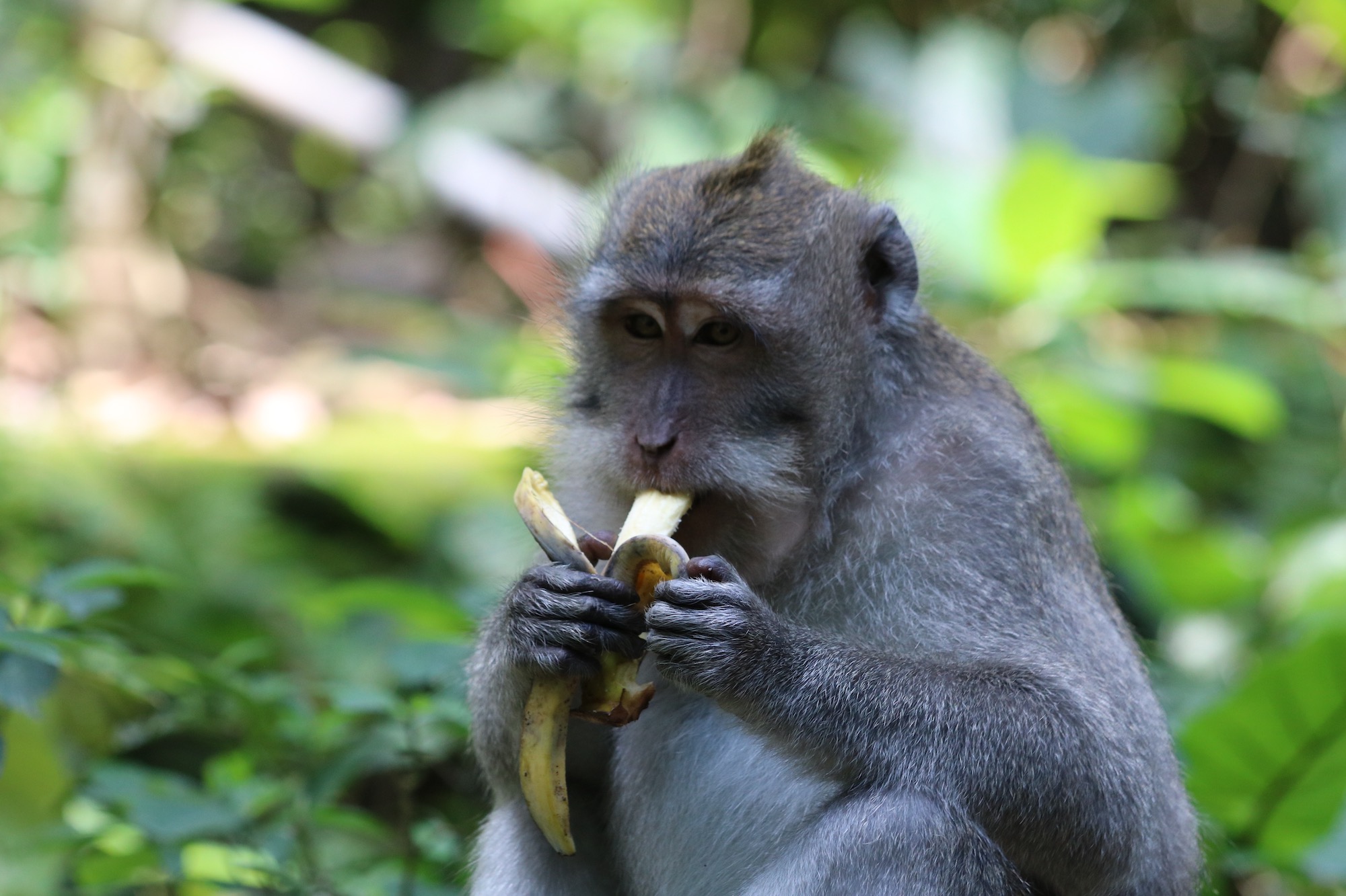 macaque-banana.jpg
