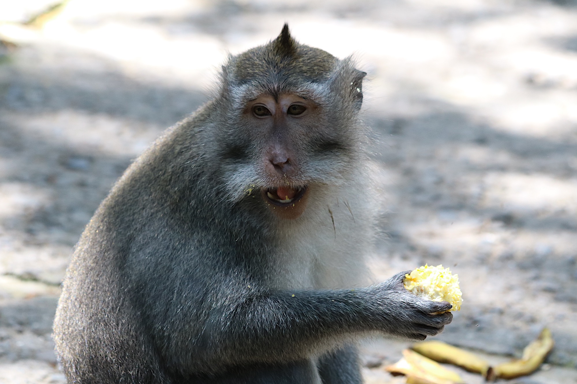 macaque-corn-2.jpg