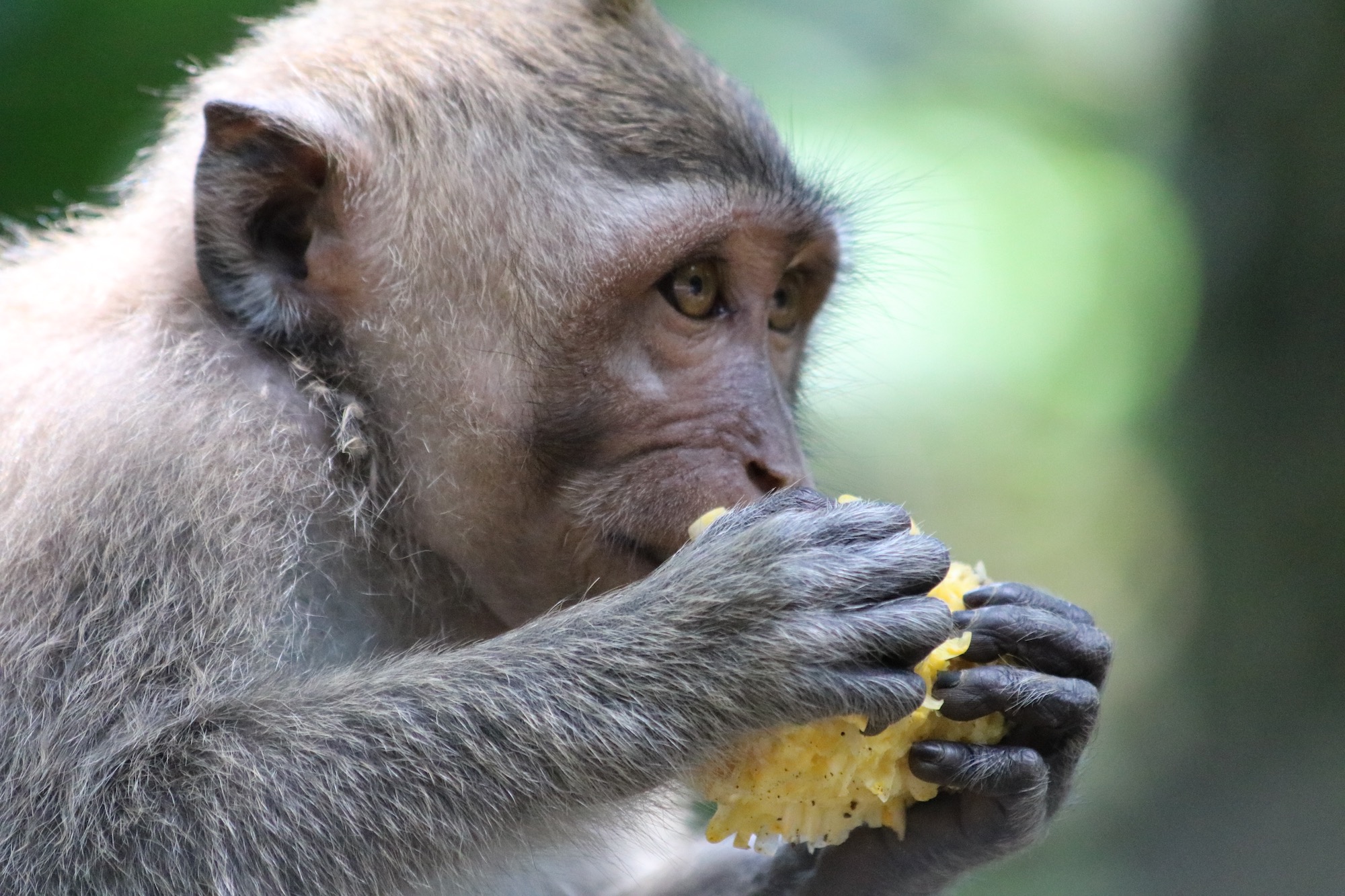 macaque-corn-3.jpg
