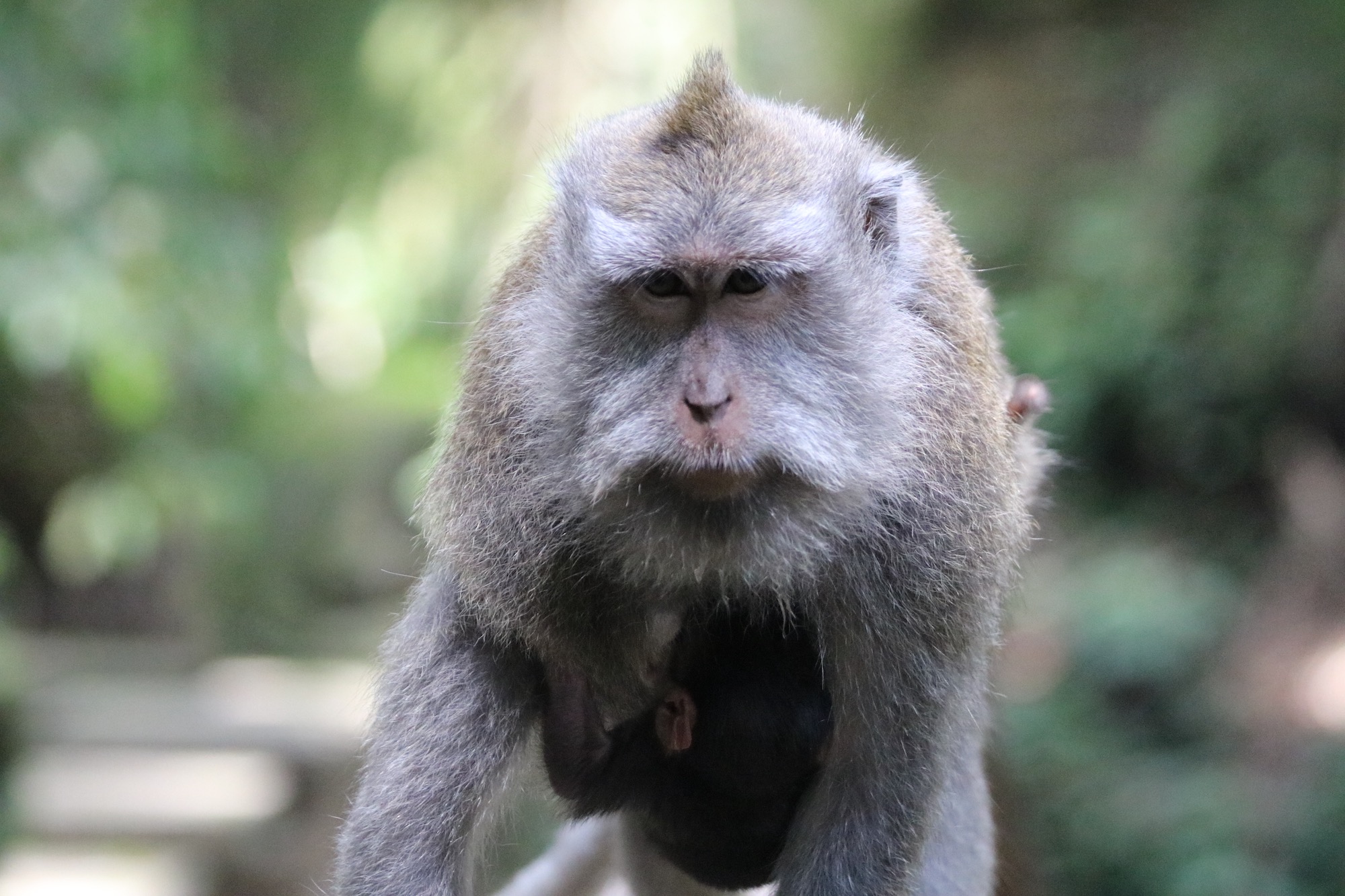 macaque-baby-3.jpg