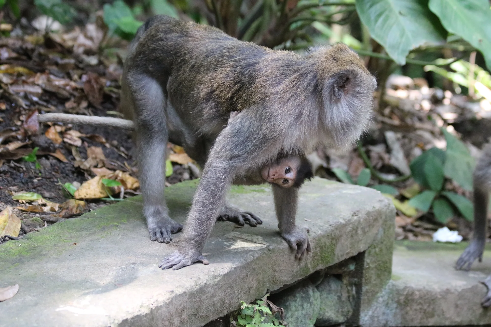 Macaque baby