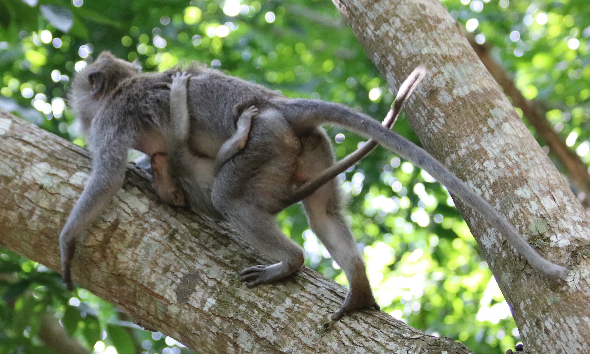 macaque-baby-4.jpg