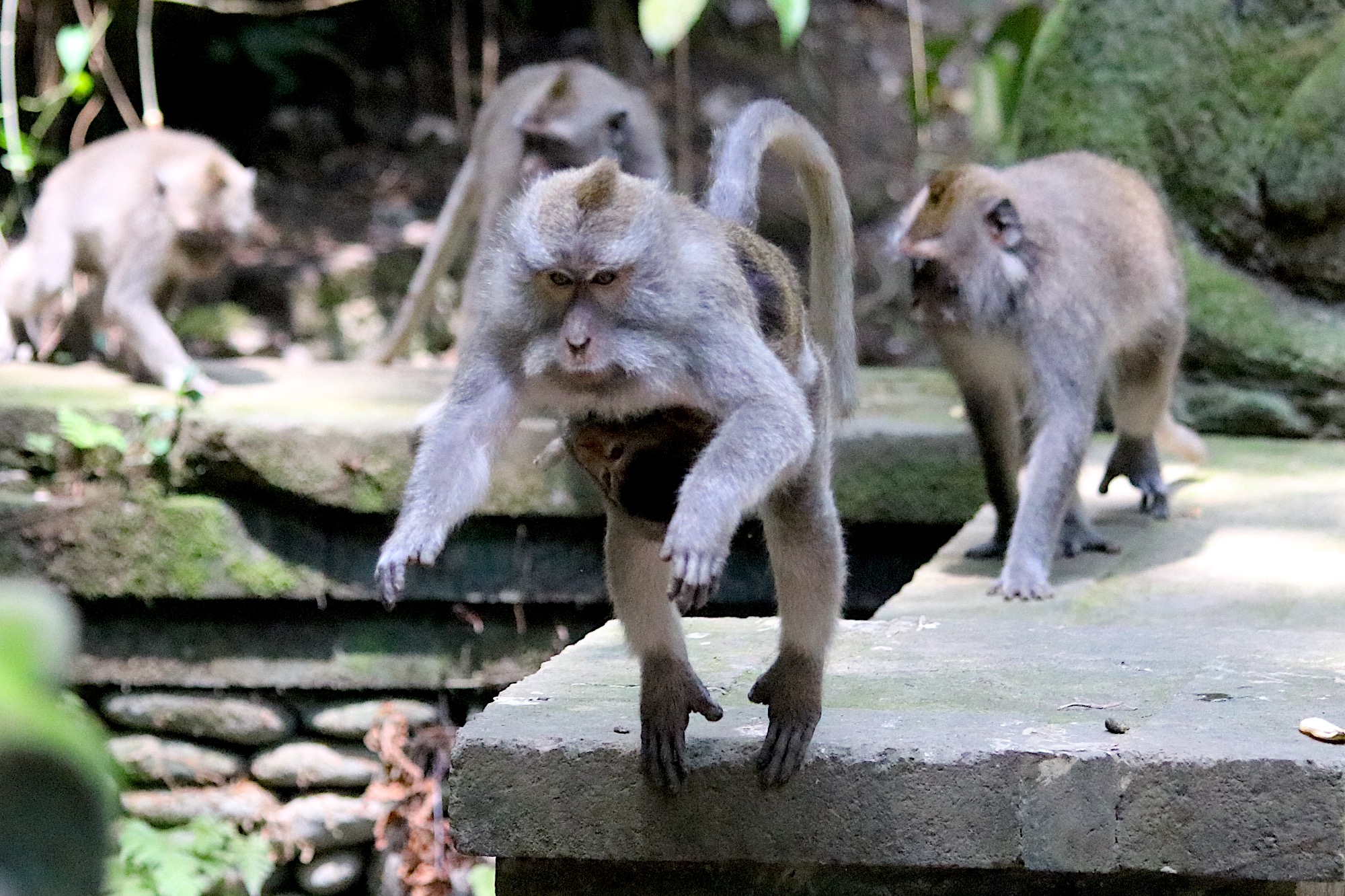 macaque-baby.jpg