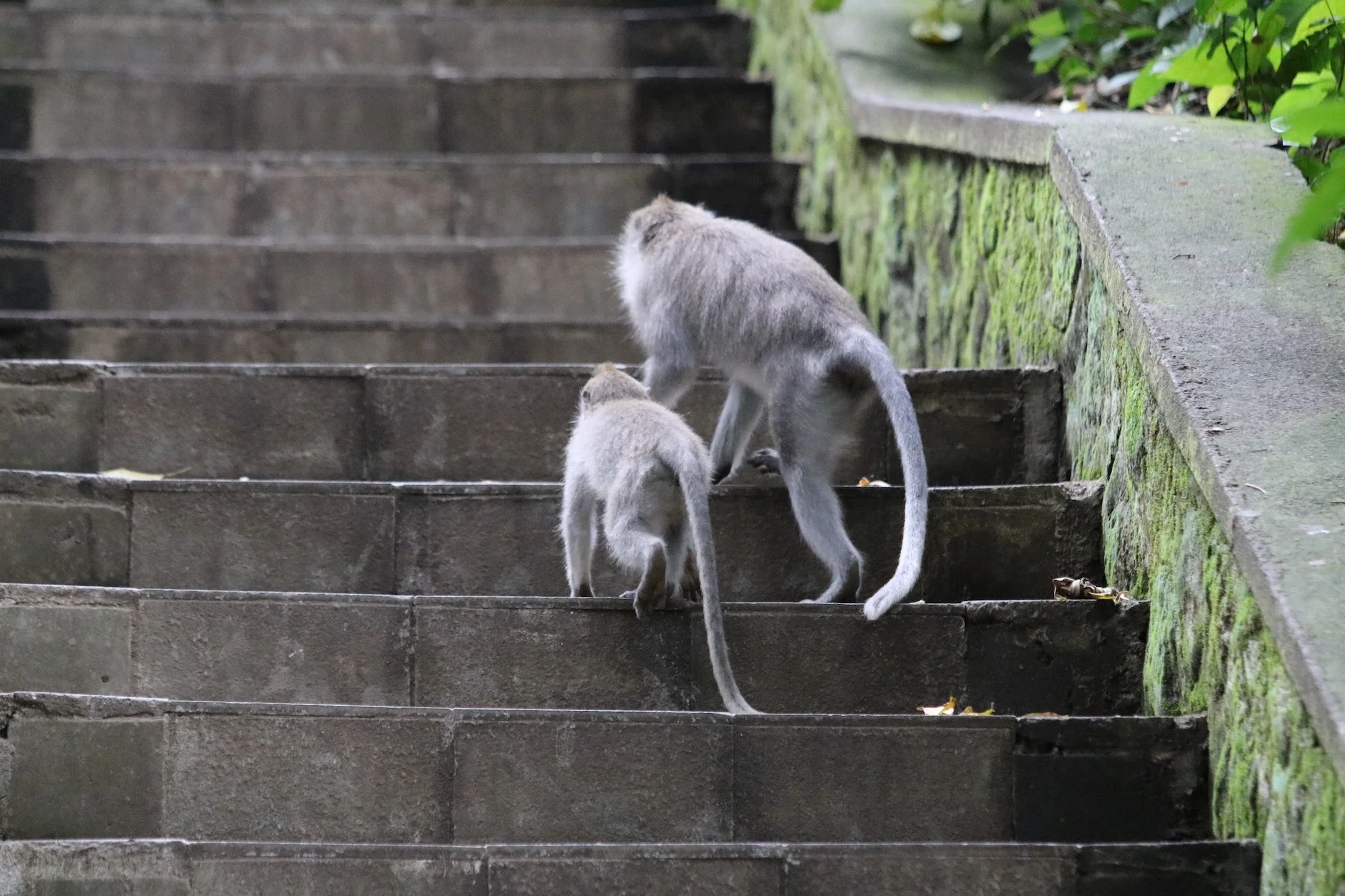 monkey-forest-temple-3.jpg