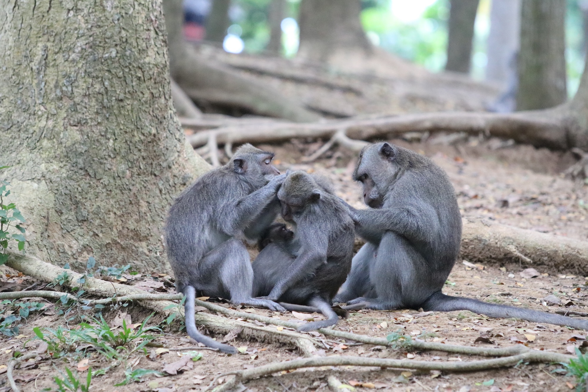 macaque-family-2.jpg