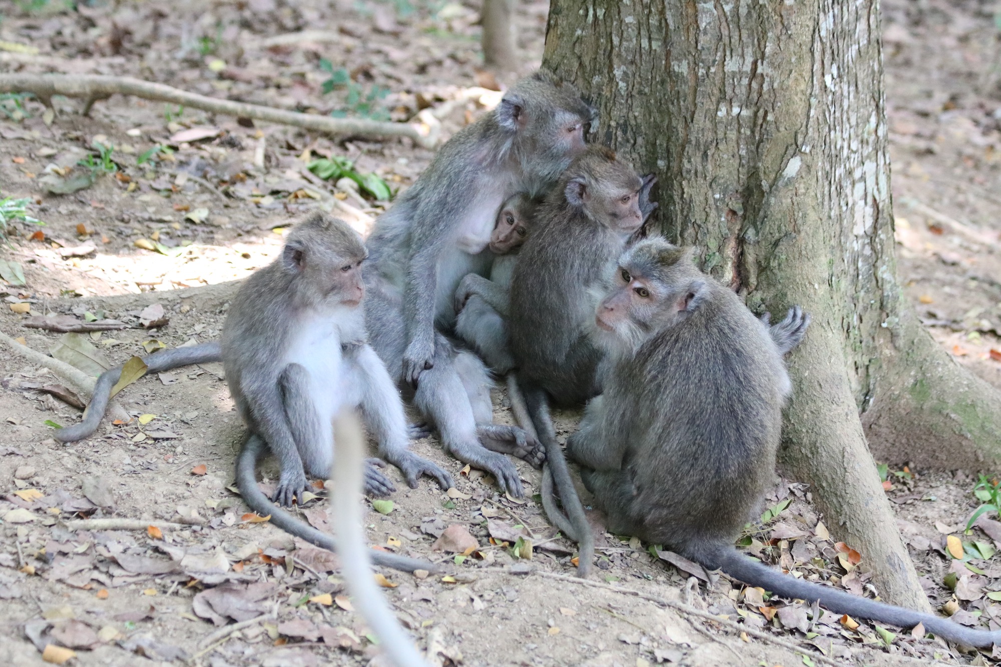 macaque-family-3.jpg
