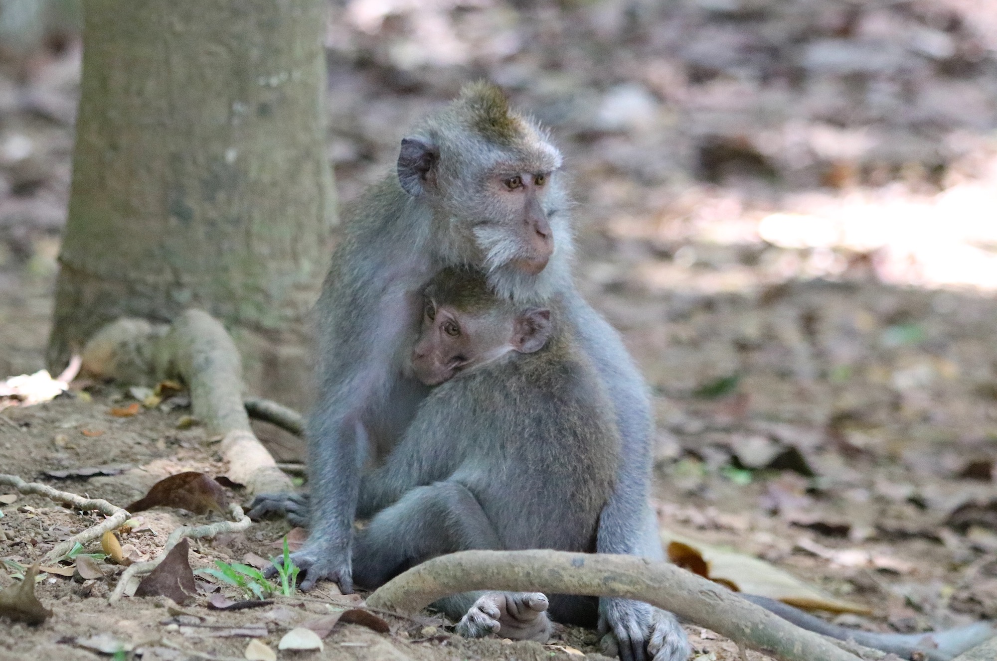 macaque-family-5.jpg