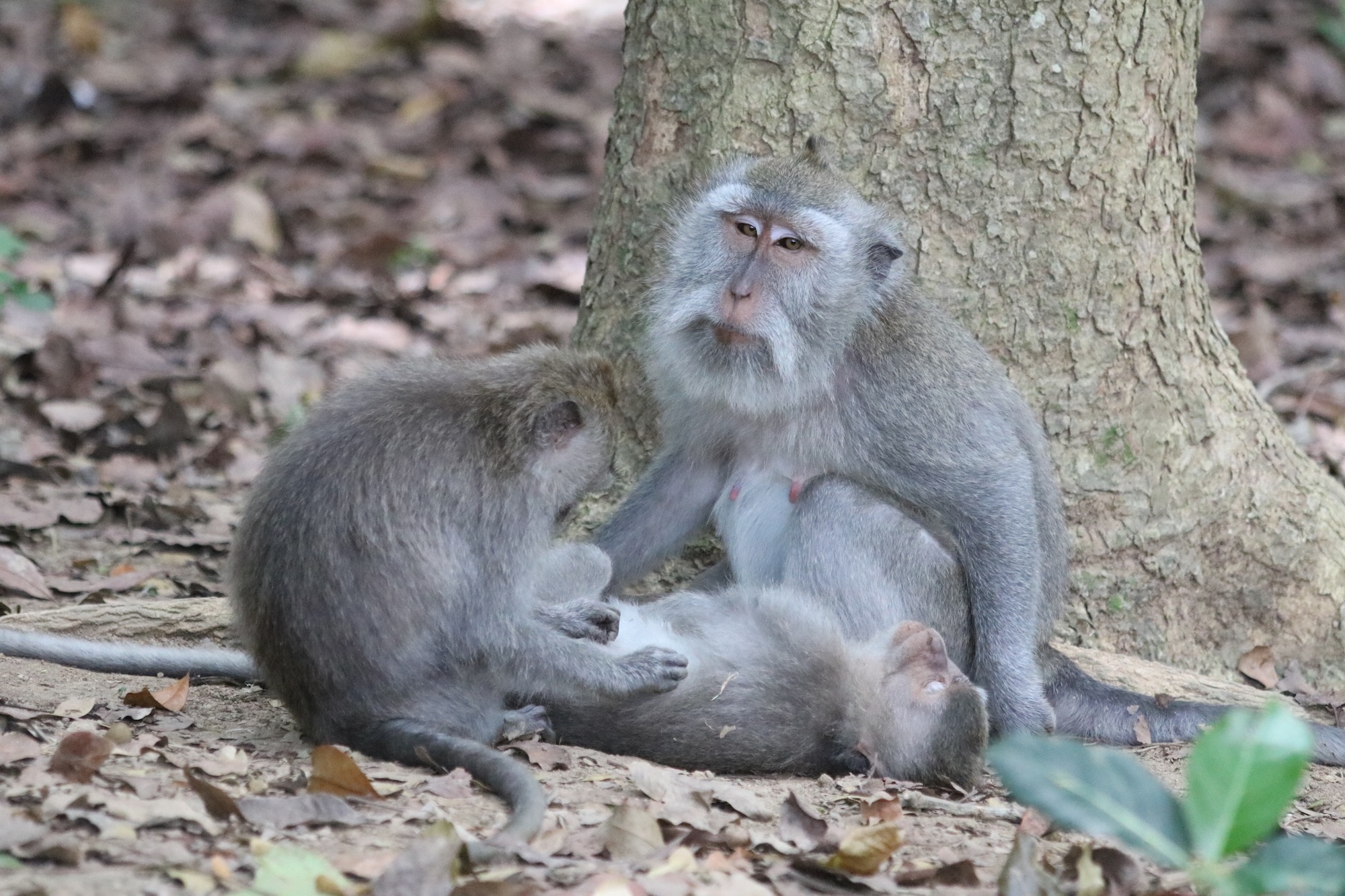 macaque-family-6.jpg