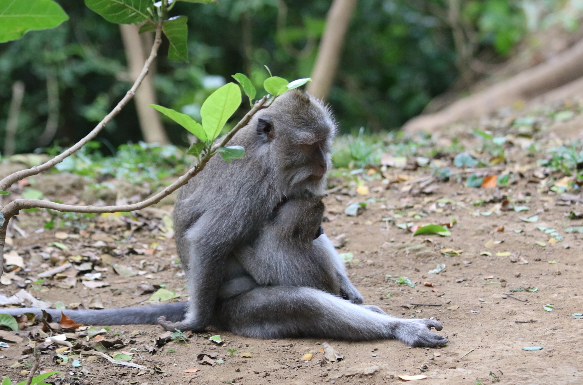 macaque-family-7.jpg