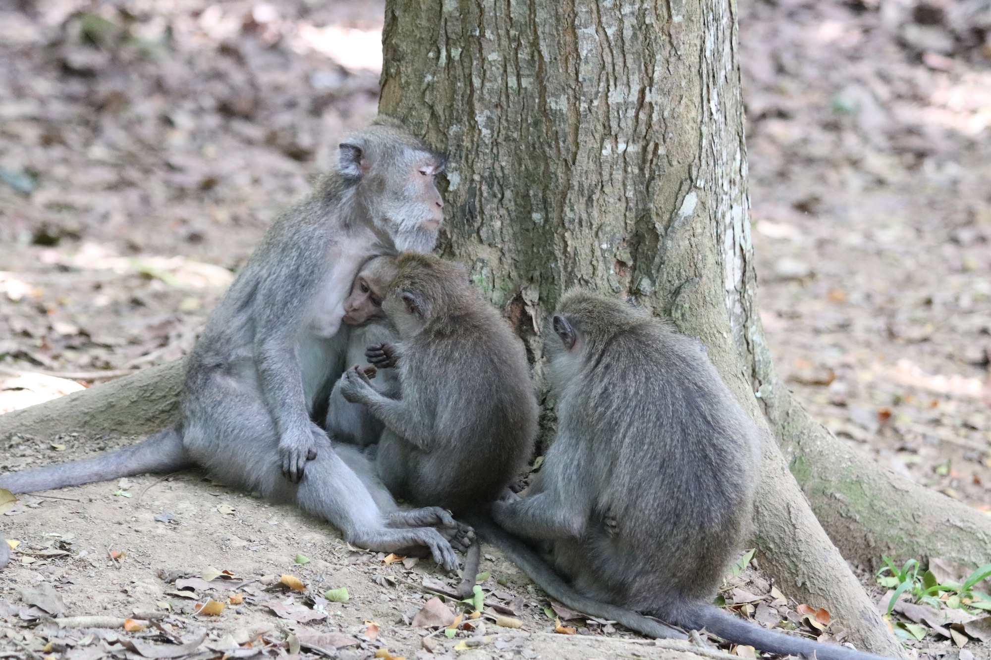 macaque-family.jpg