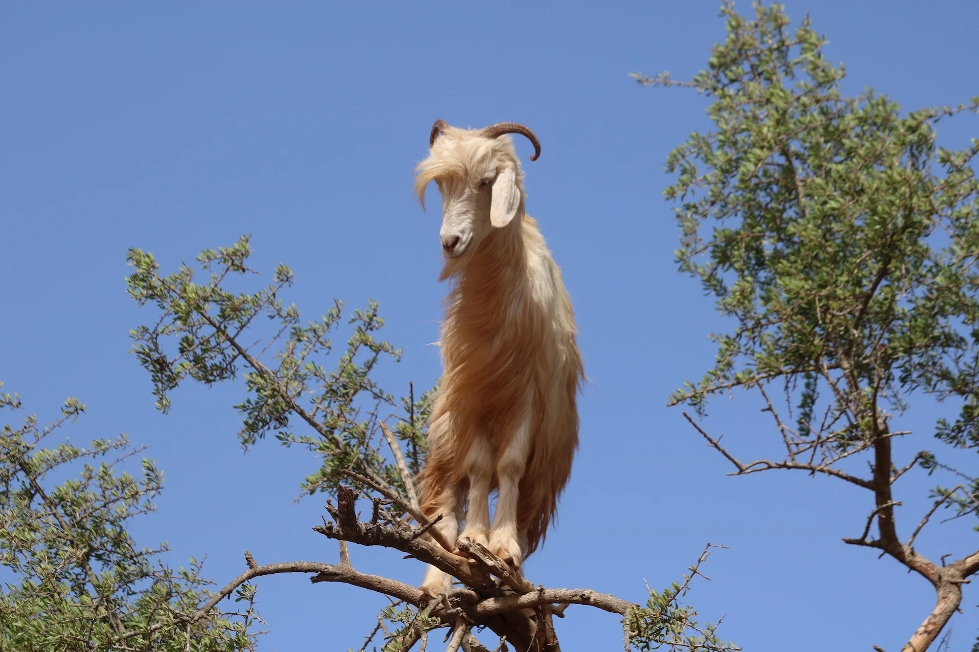 The Climbing Goats of Morocco — petsofchampions