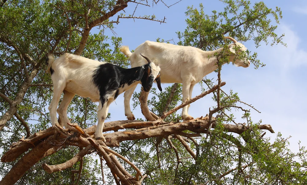 High Res Tree Goats