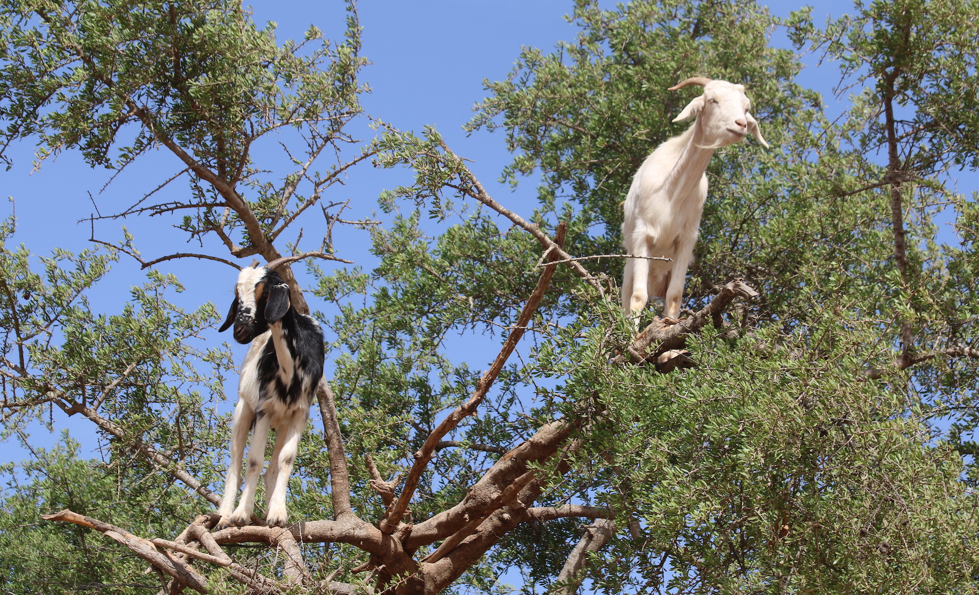 climbing-goats-3.JPG