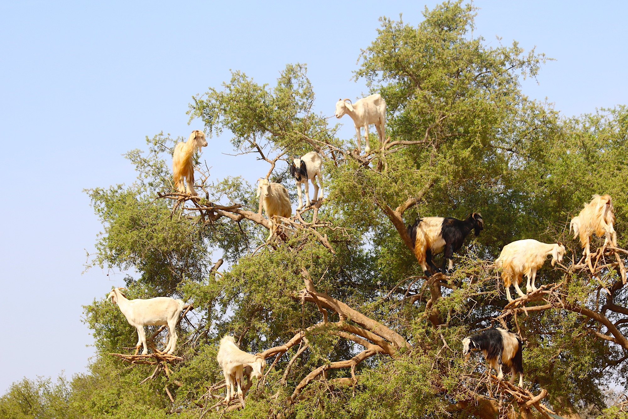 climbing-goats.JPG