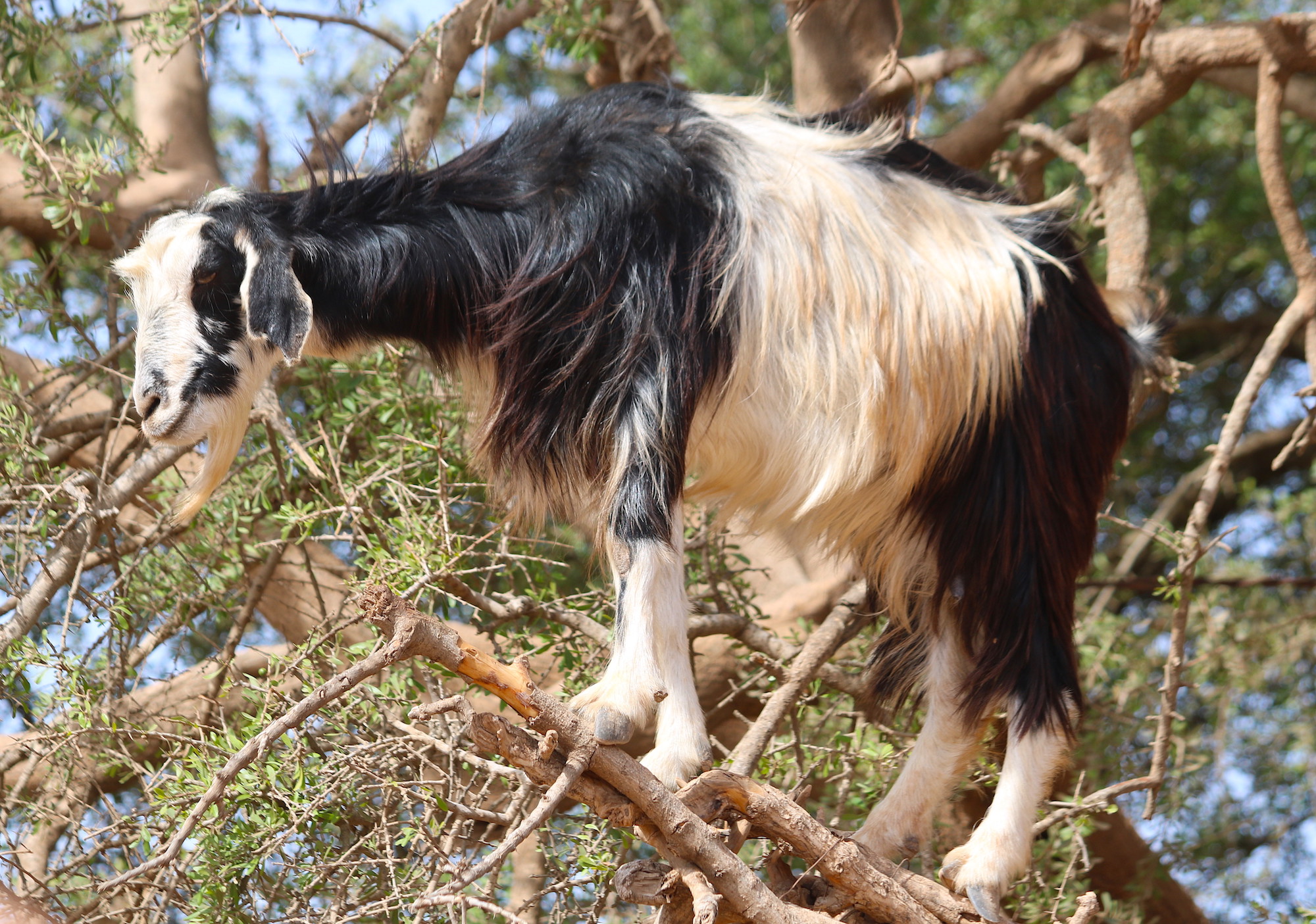 The Moroccan goats