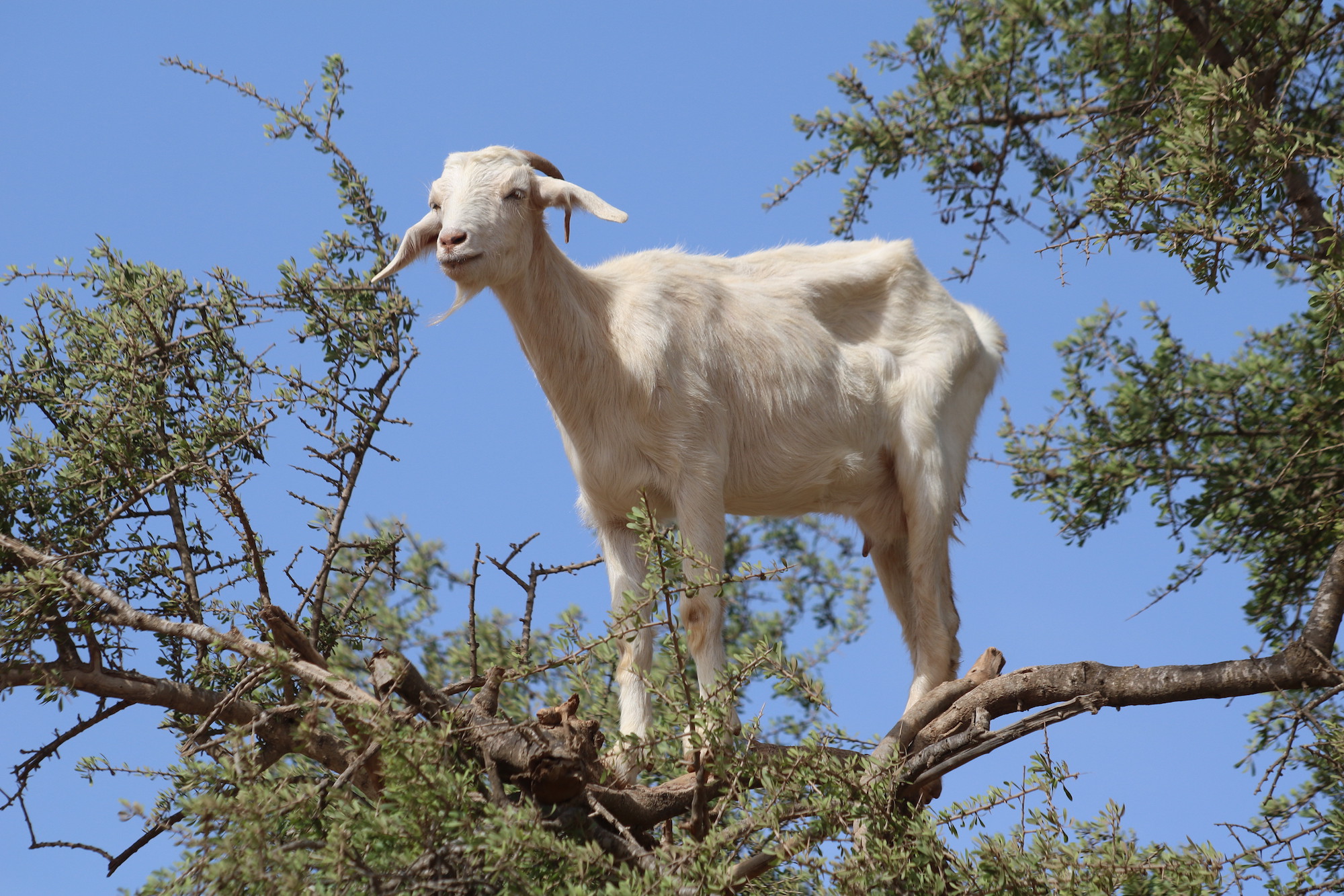 climbing-goat-9.JPG
