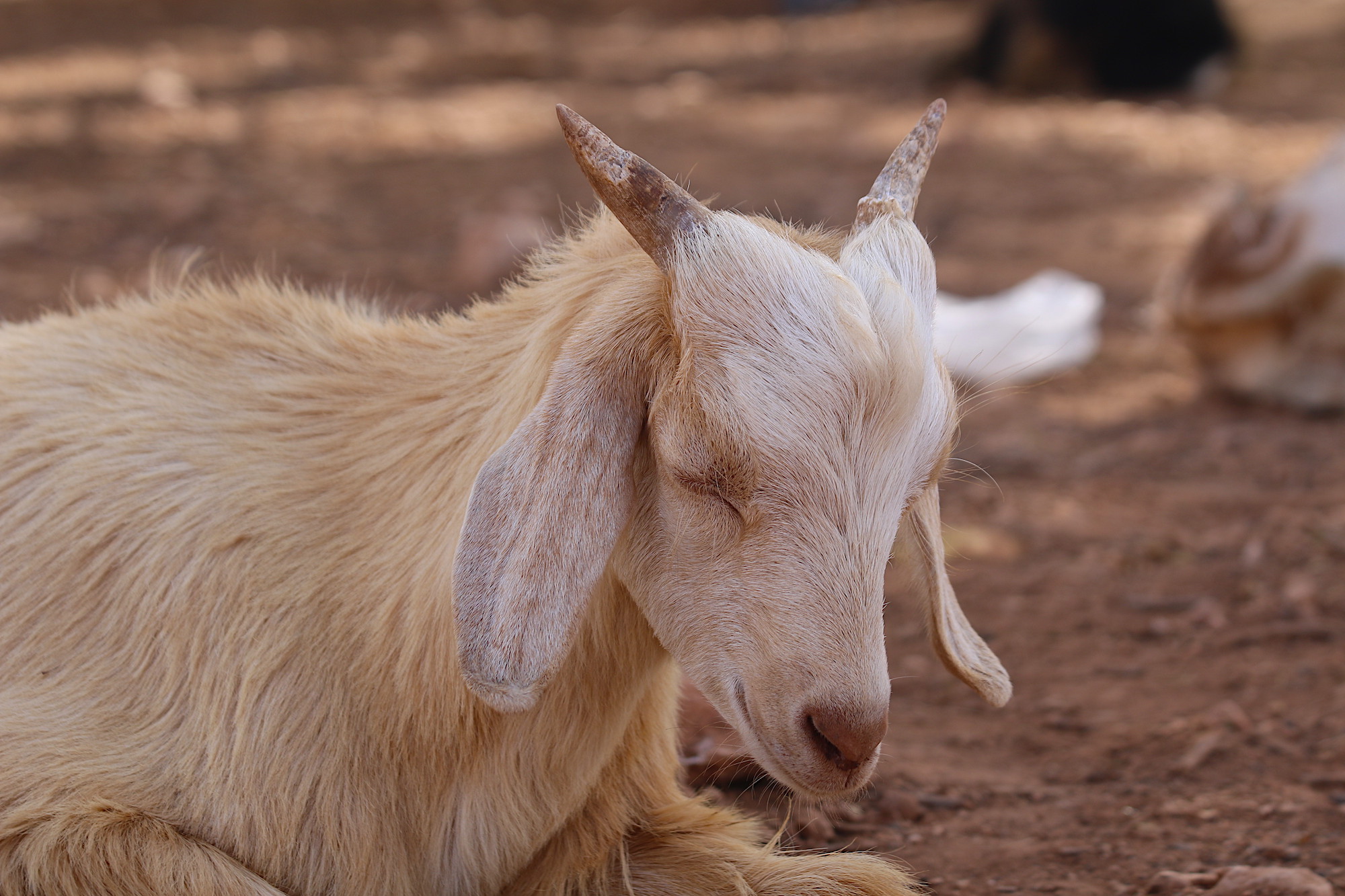morroco-baby-goat-5.JPG